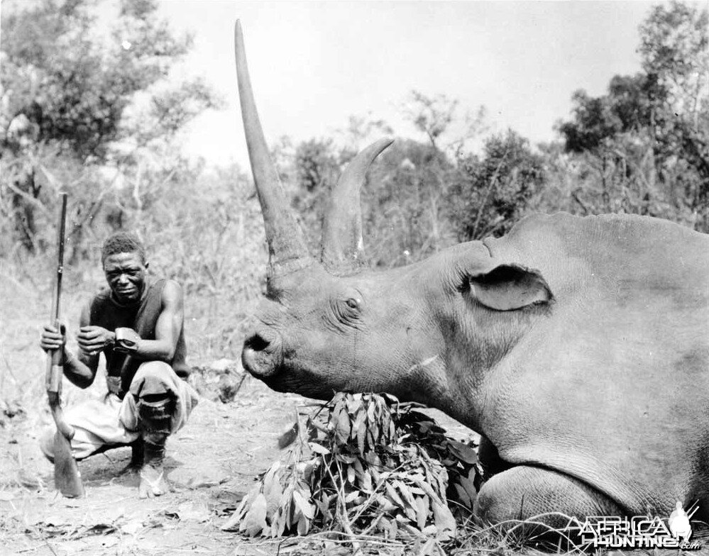 White Rhinoceros taken in Congo Belge by Herbert Lang, 1912