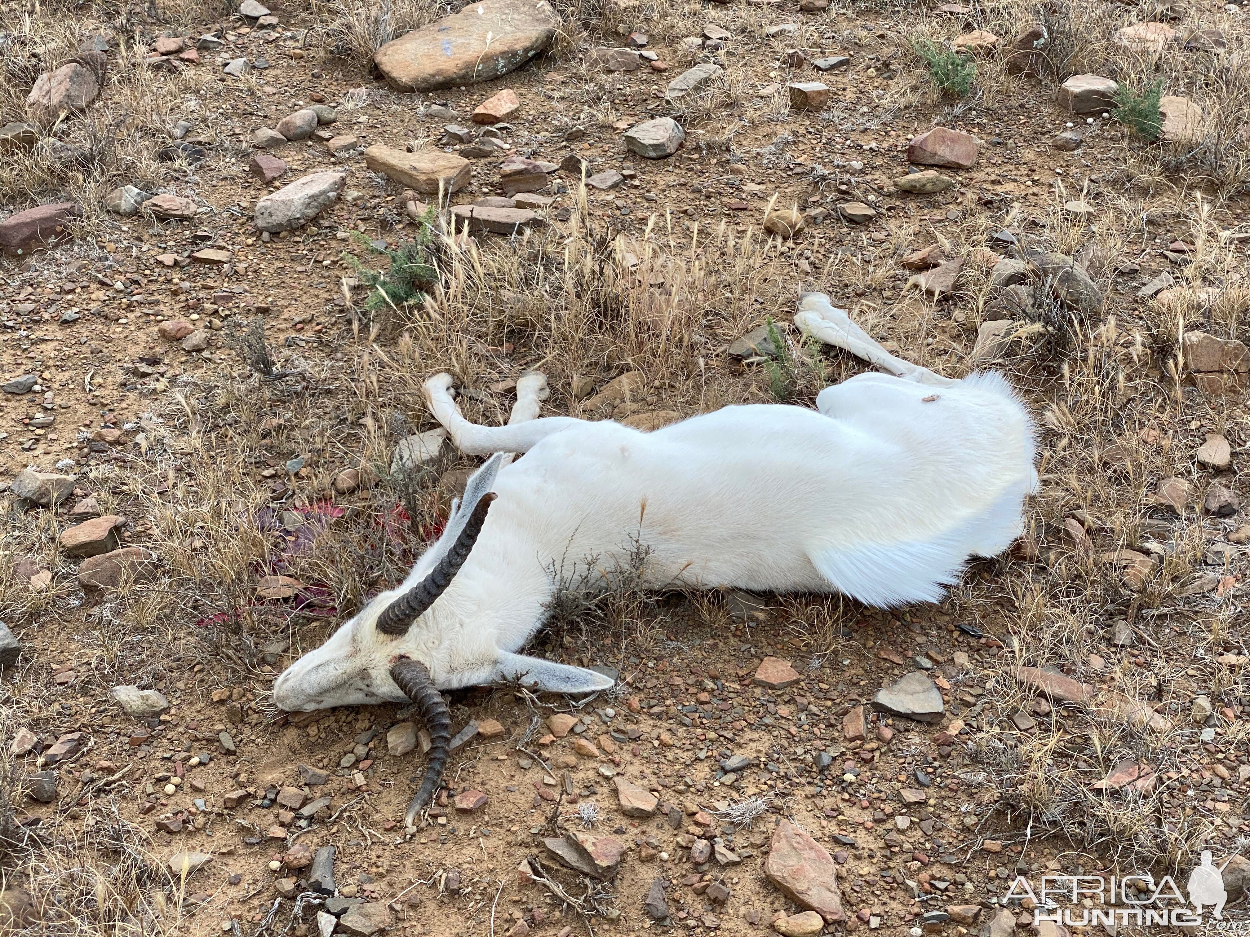 White Springbok Hunt Eastern Cape South Africa