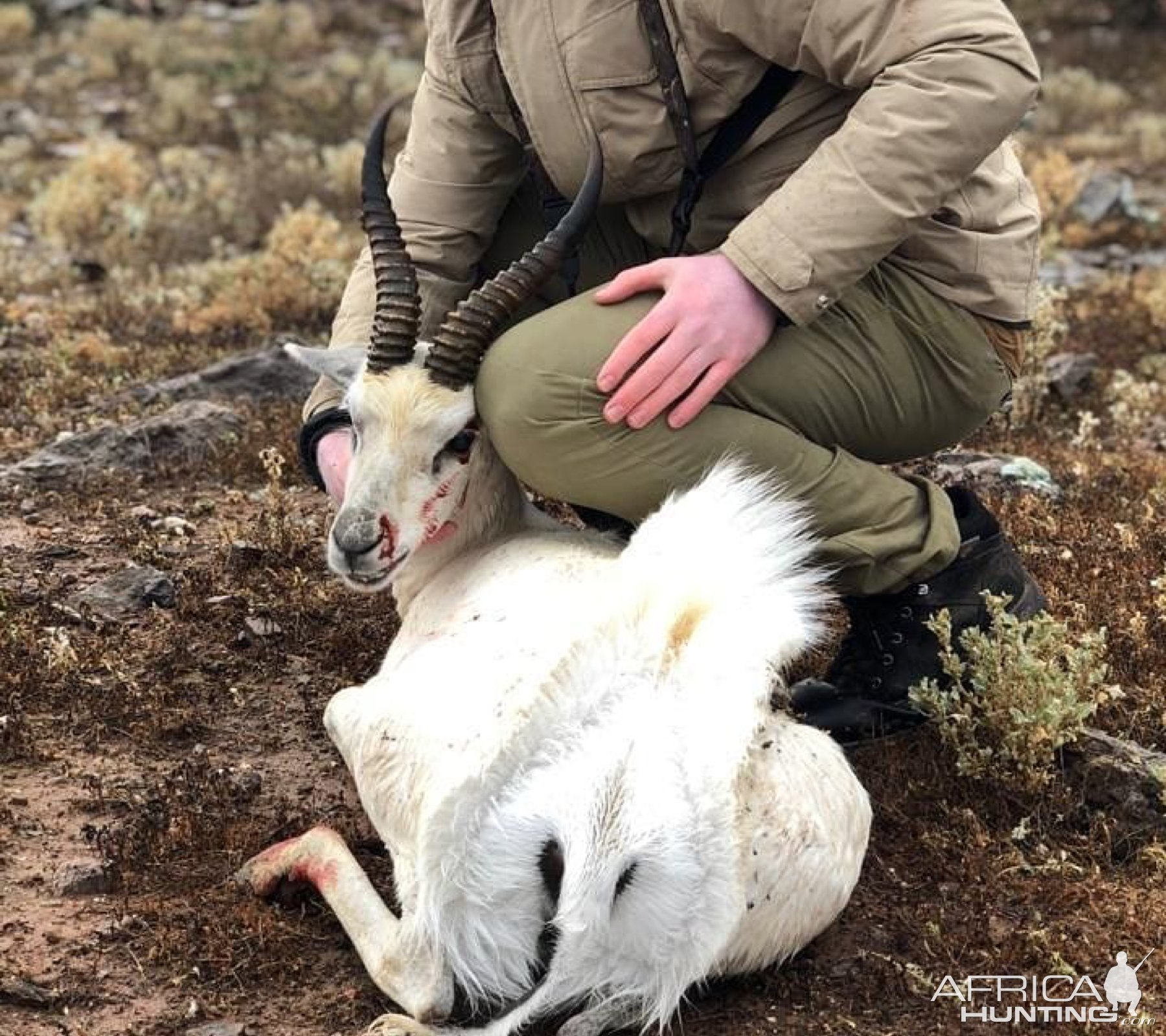 White Springbok Hunting Eastern Cape South Africa