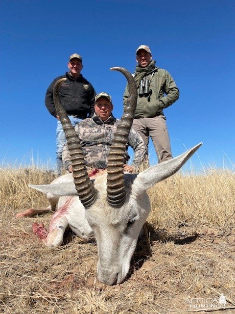 White Springbok Hunting South Africa