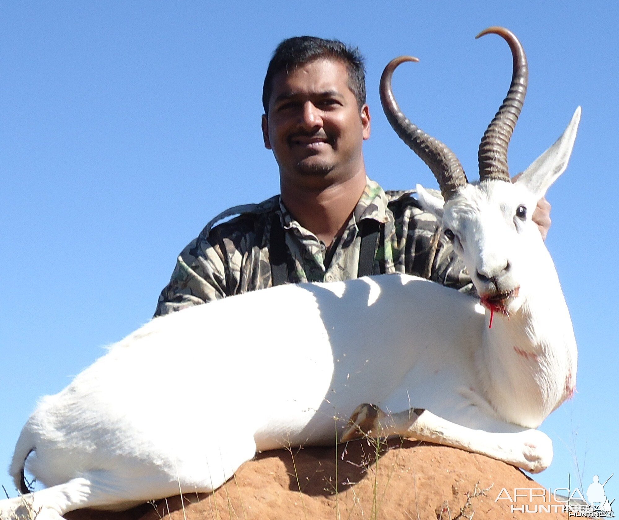 White Springbok