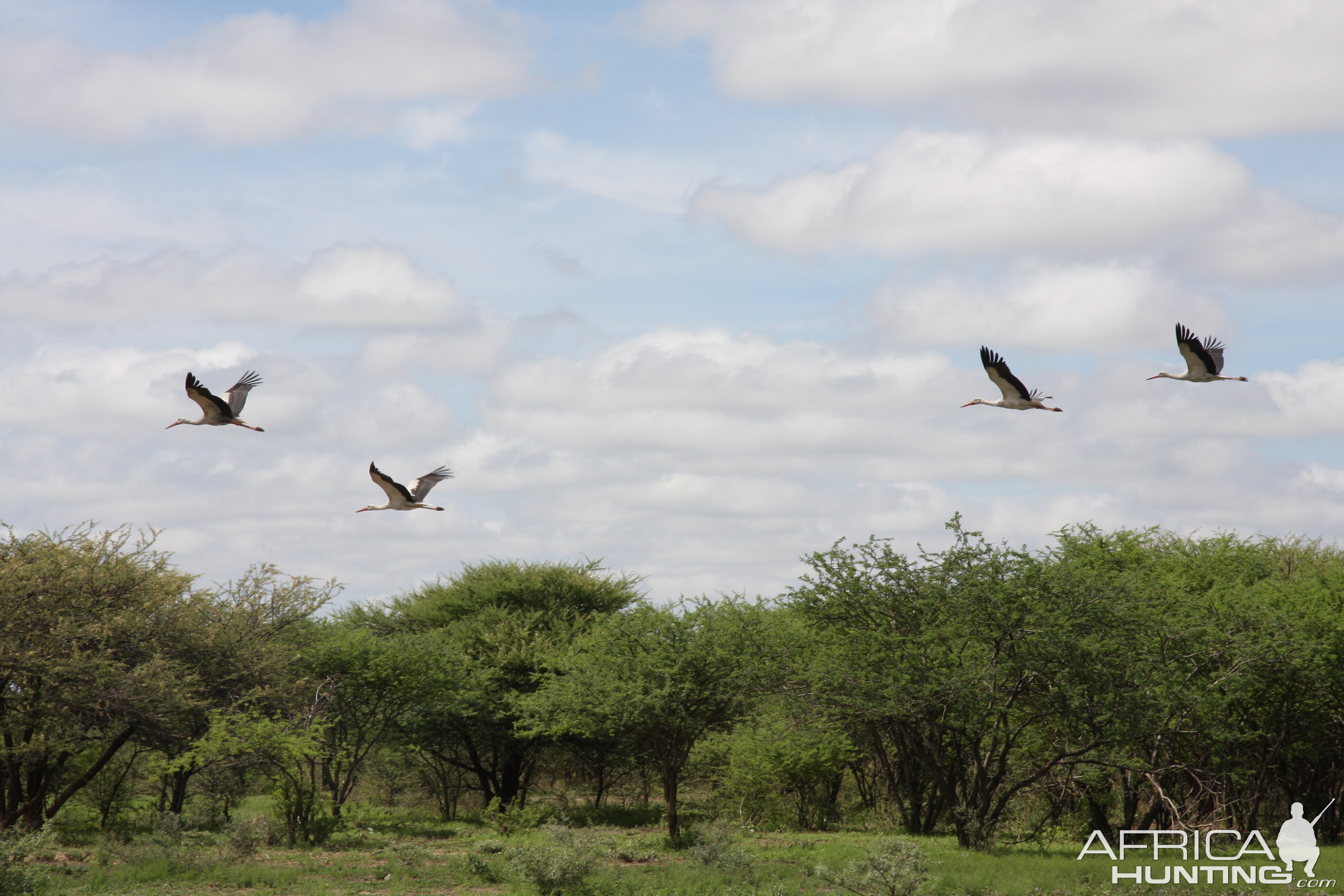 White Storks Namibia