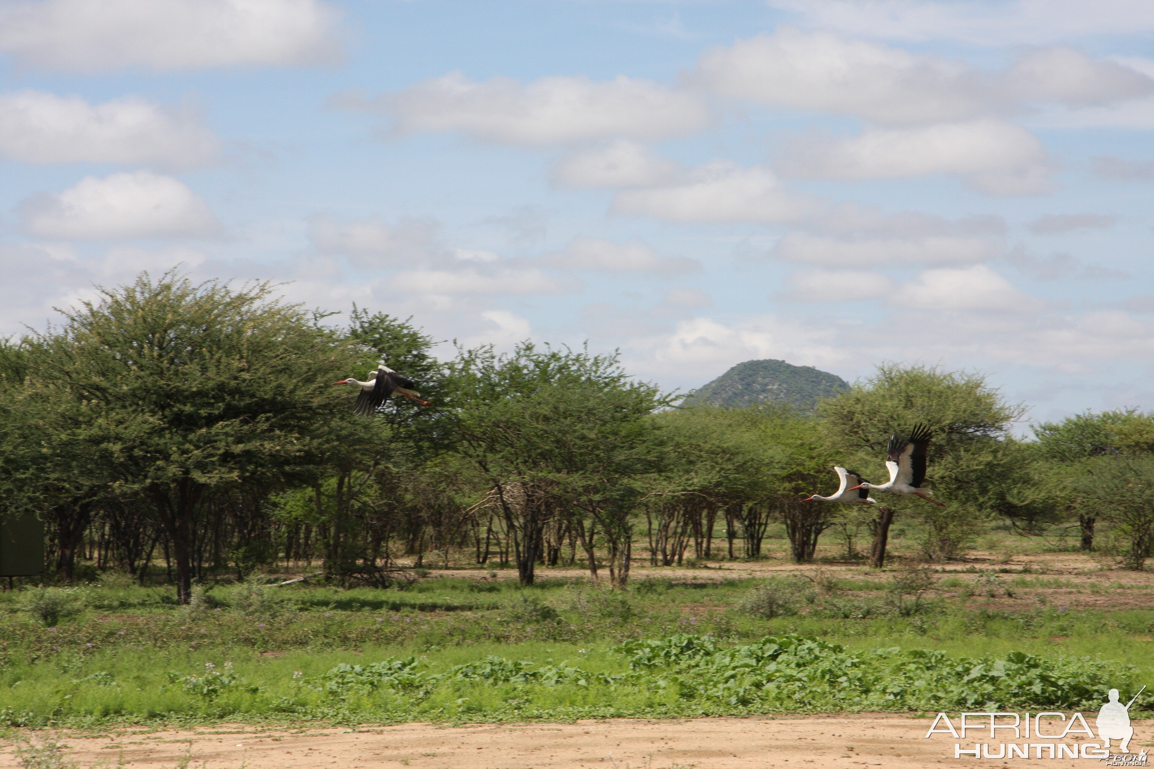 White Storks Namibia