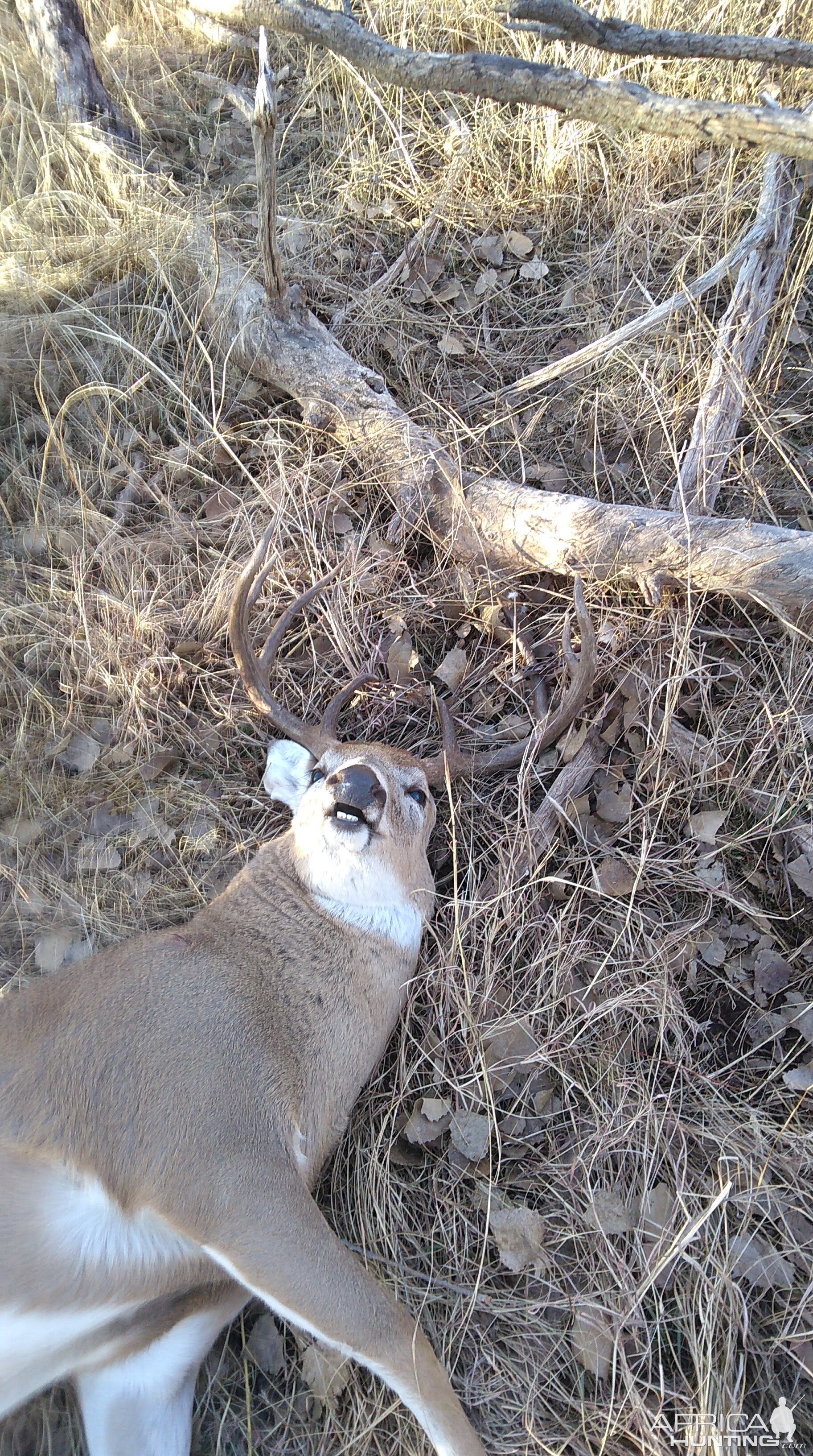 White-tailed Deer Hunt Texas USA