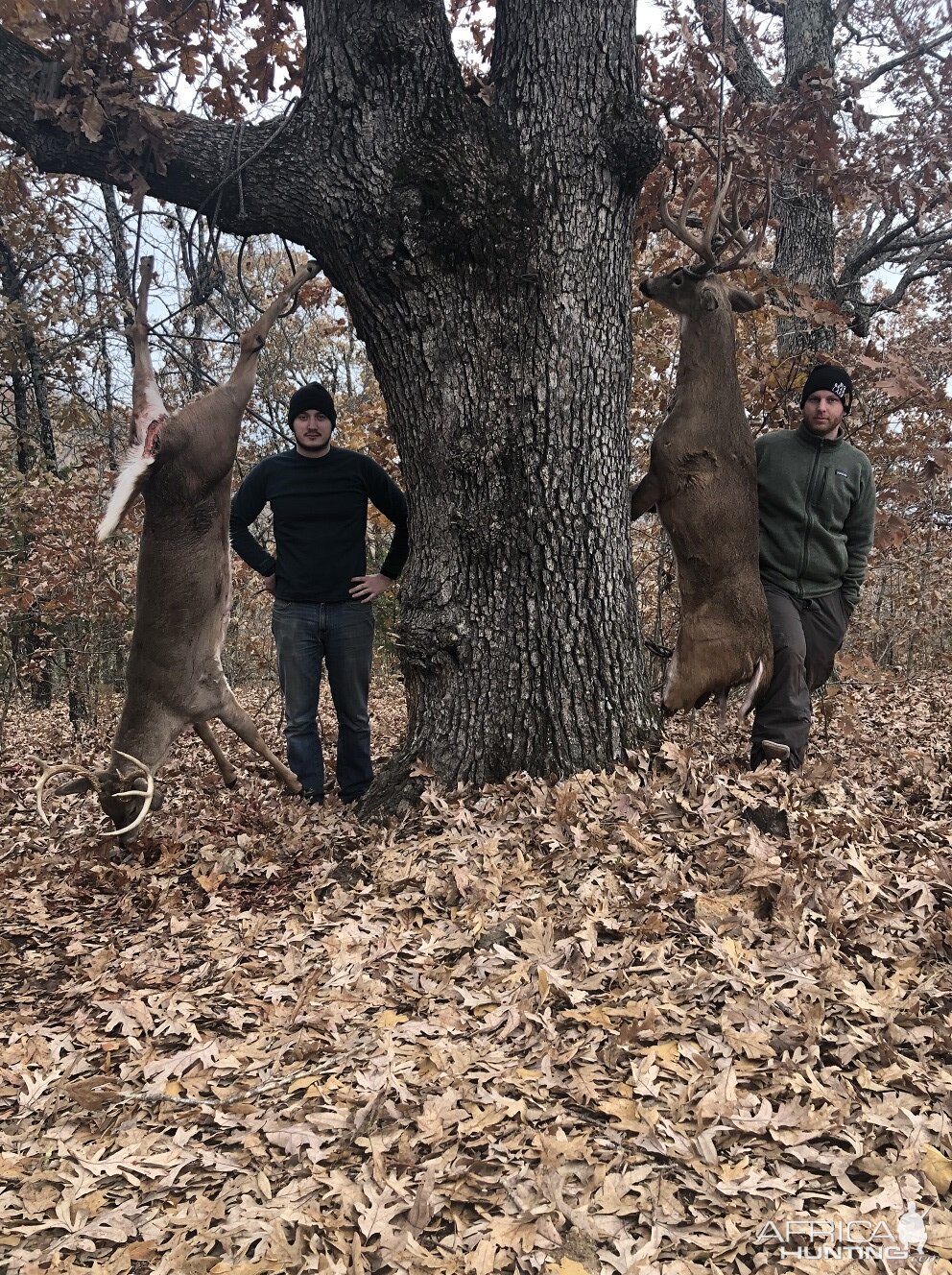 White-tailed Deer Hunt USA