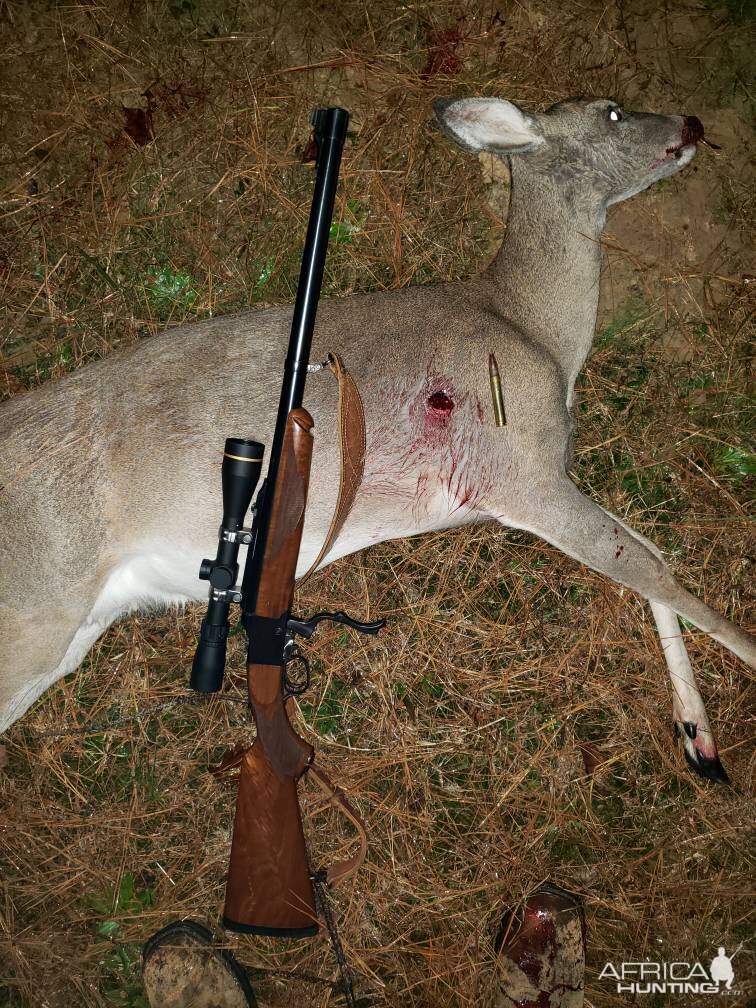 White-tailed Deer Hunt USA