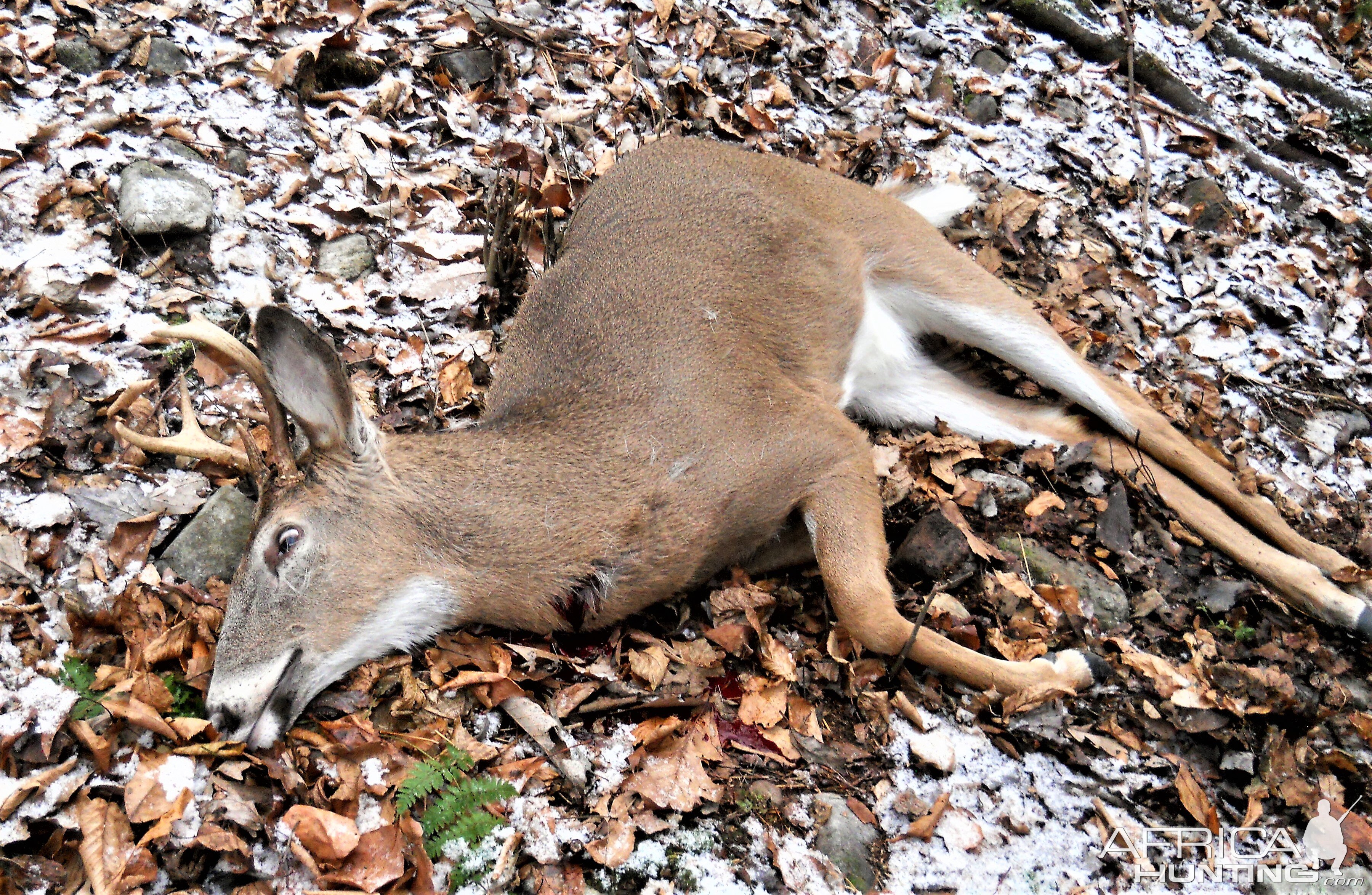 White-tailed Deer Hunt USA