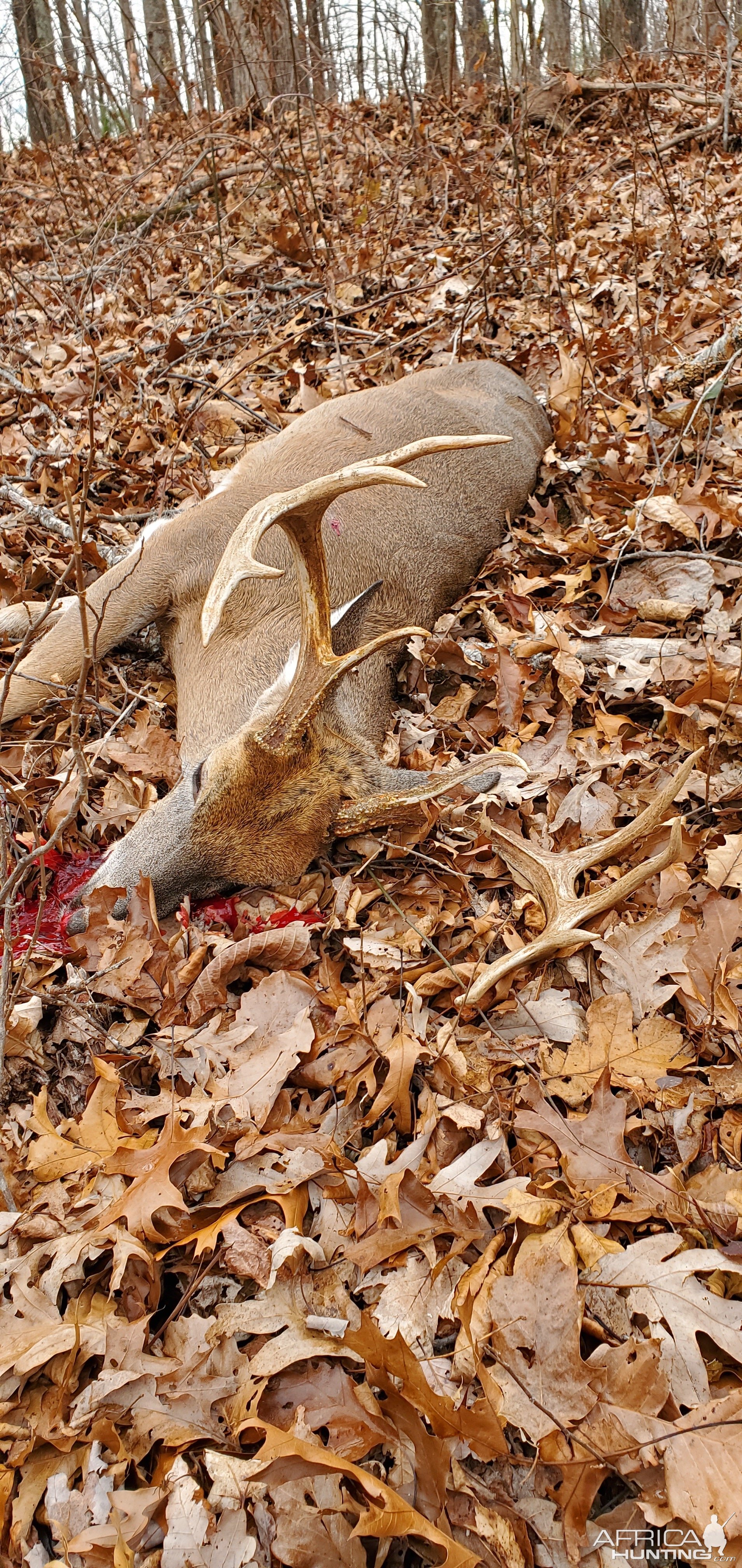 White-tailed Deer Hunt USA