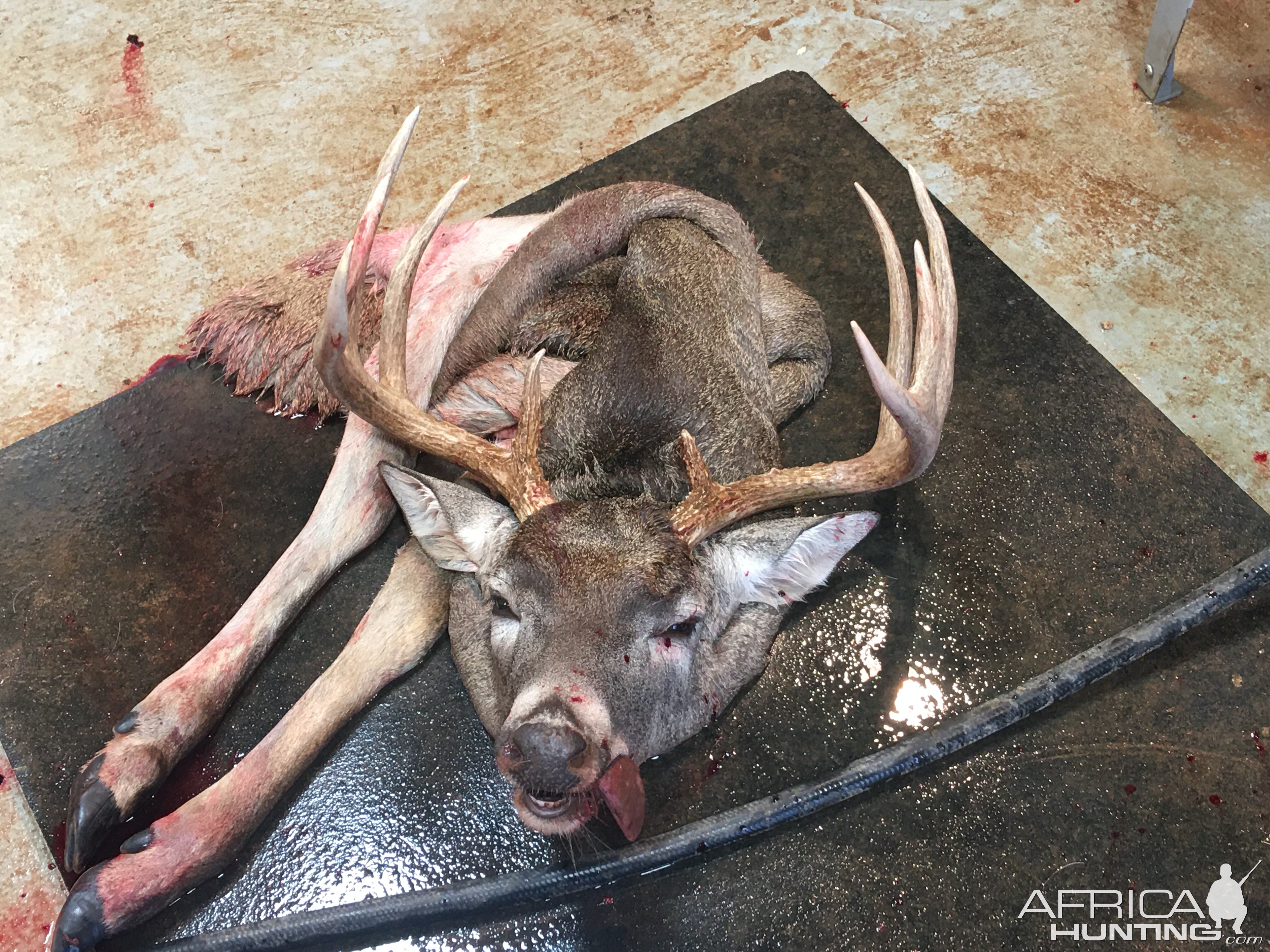 White-tailed Deer Hunting Texas USA