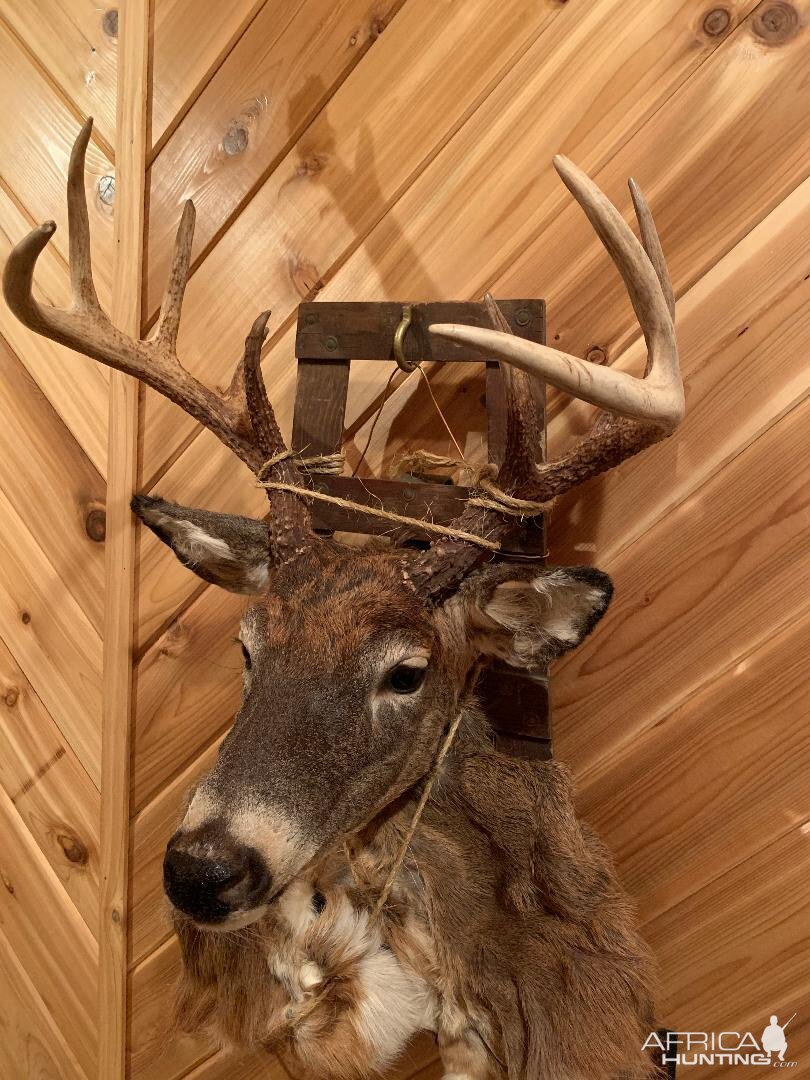 White-tailed Deer Mount Taxidermy