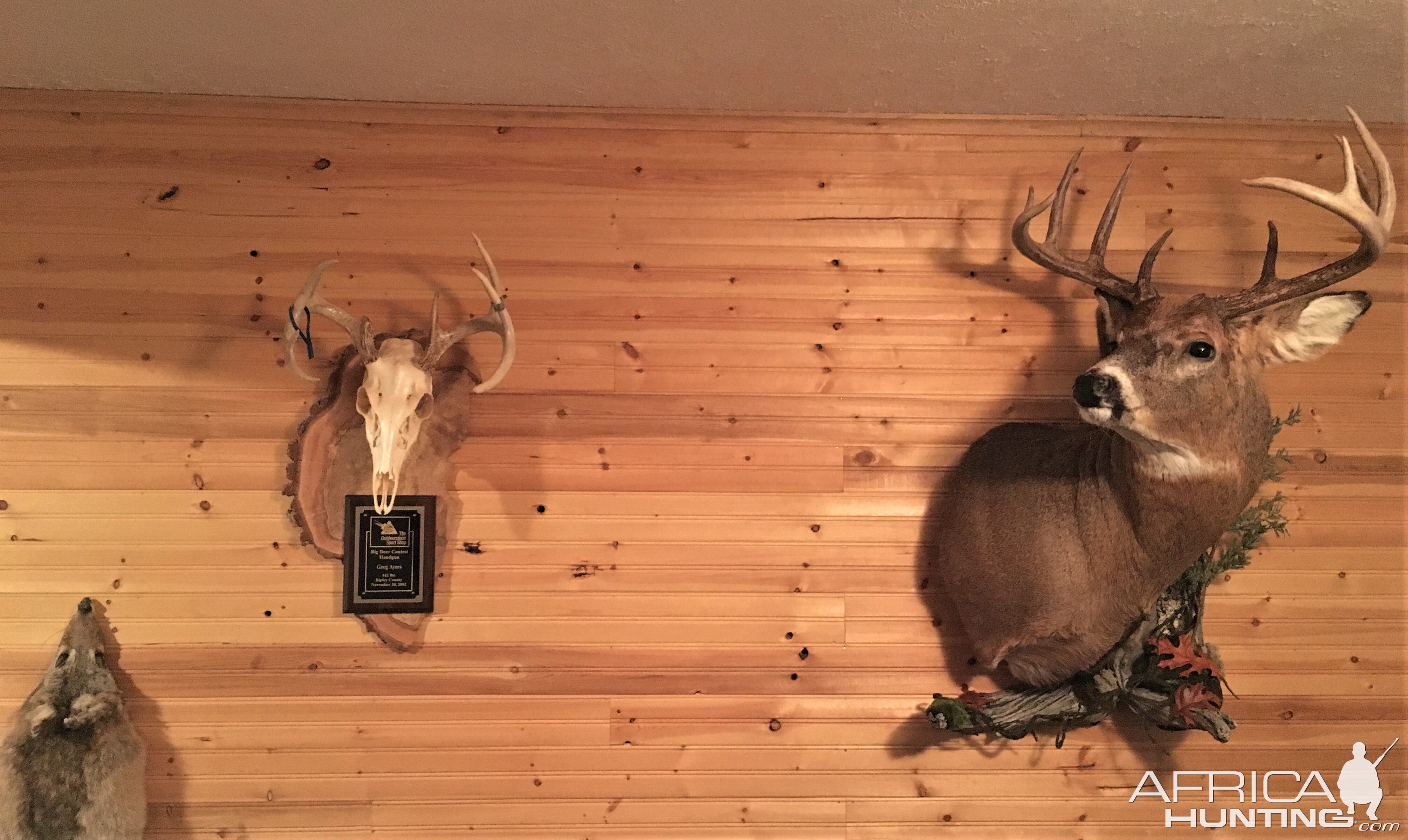 White-tailed Deer  Mounts Taxidermy