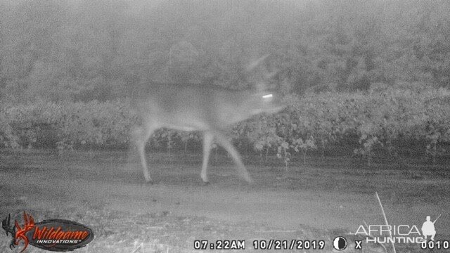 White-tailed Deer Trail Cam Pictures