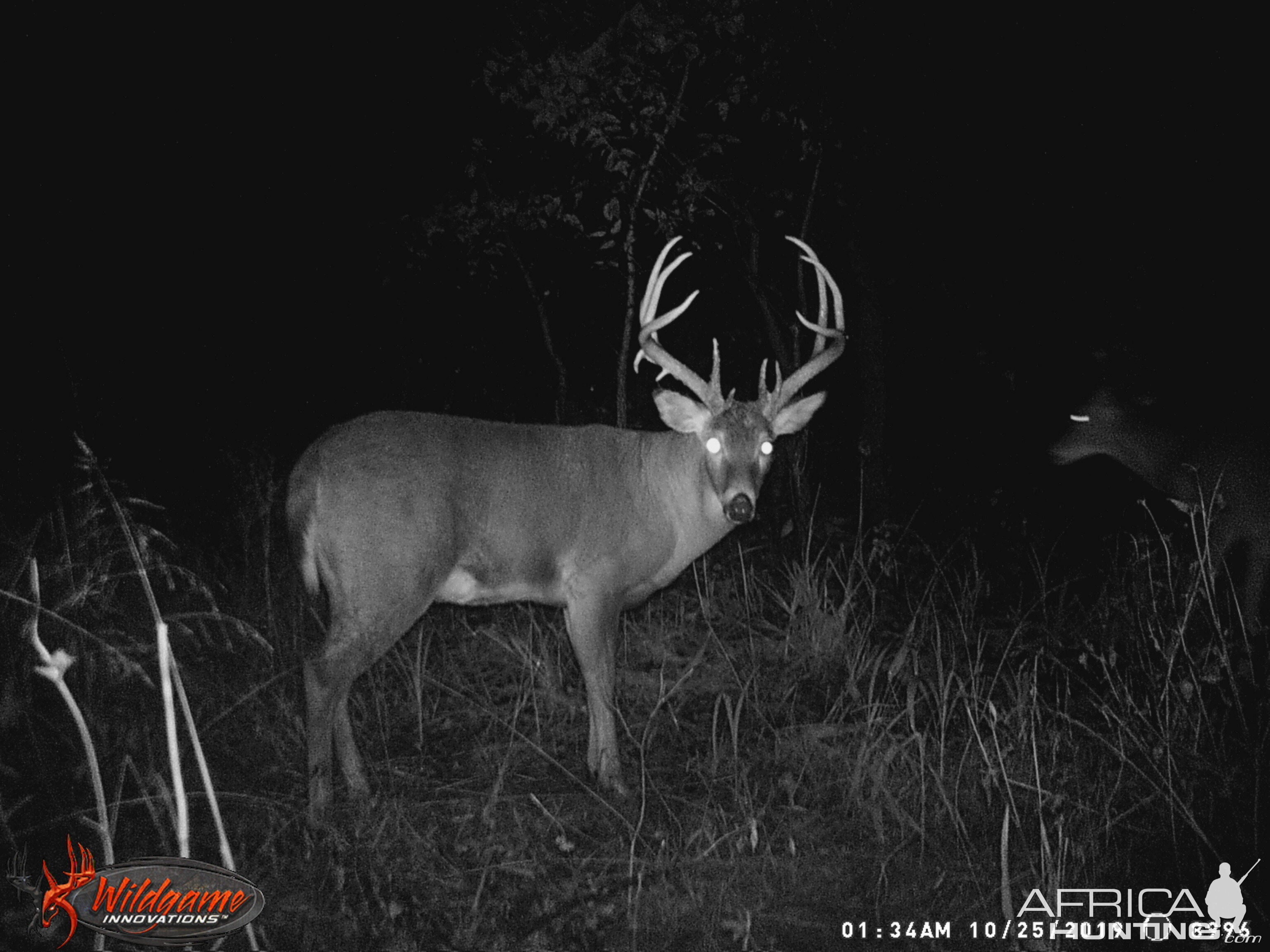 White-tailed Deer Trail Cam Pictures
