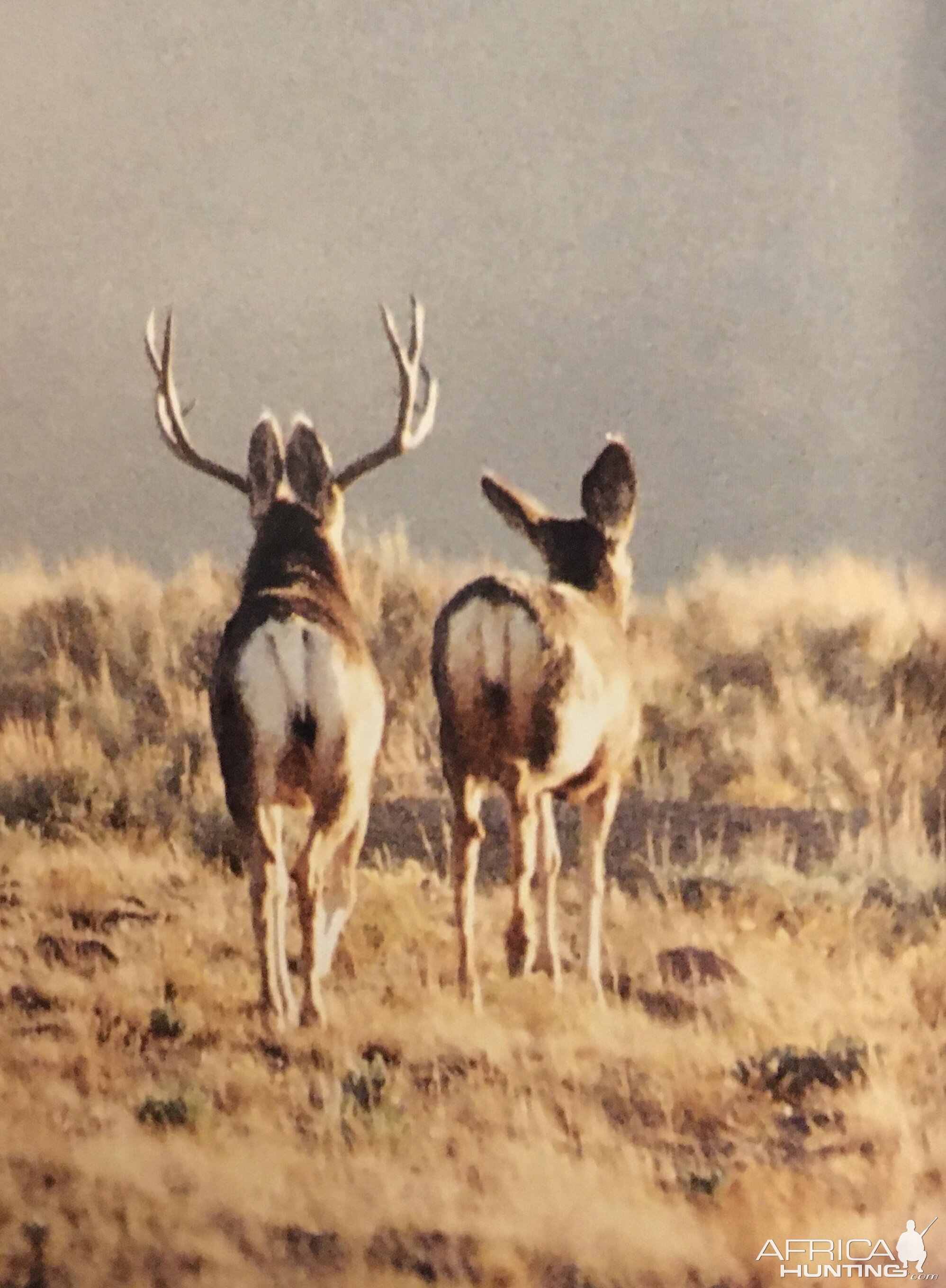 White-tailed Deer USA