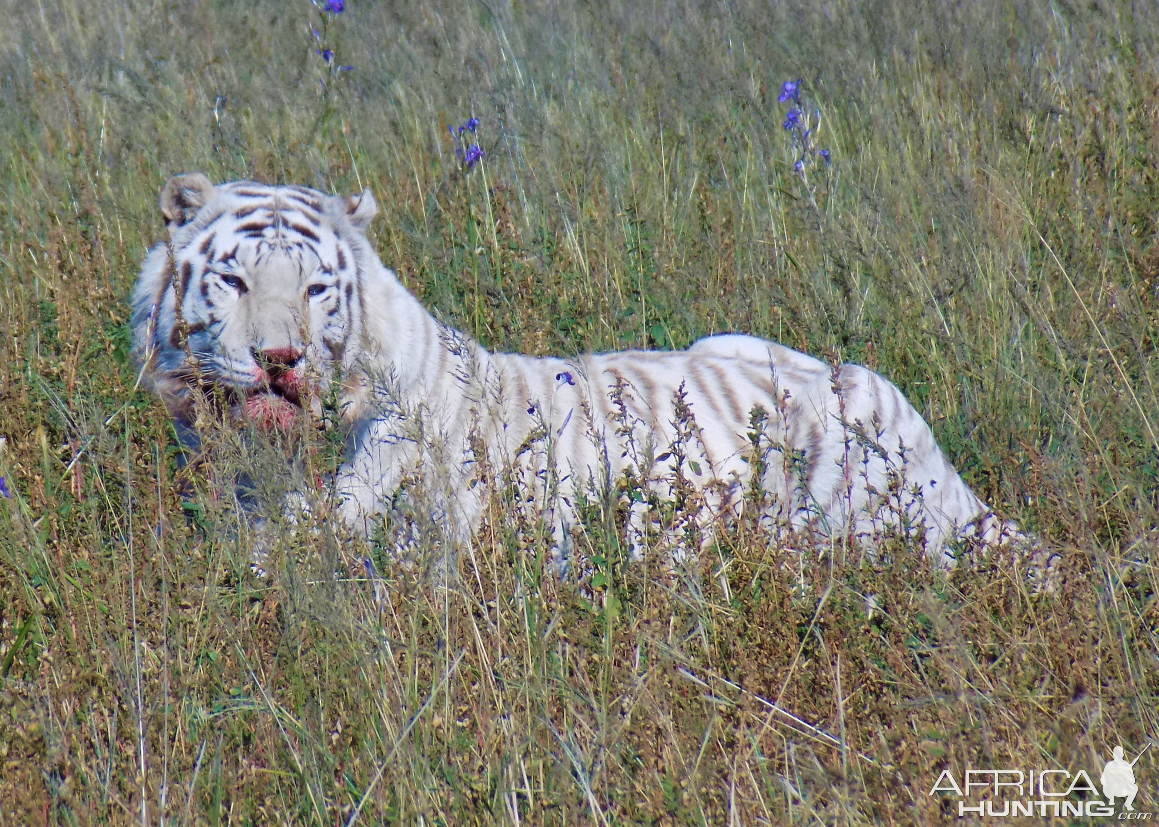 White Tiger South Africa