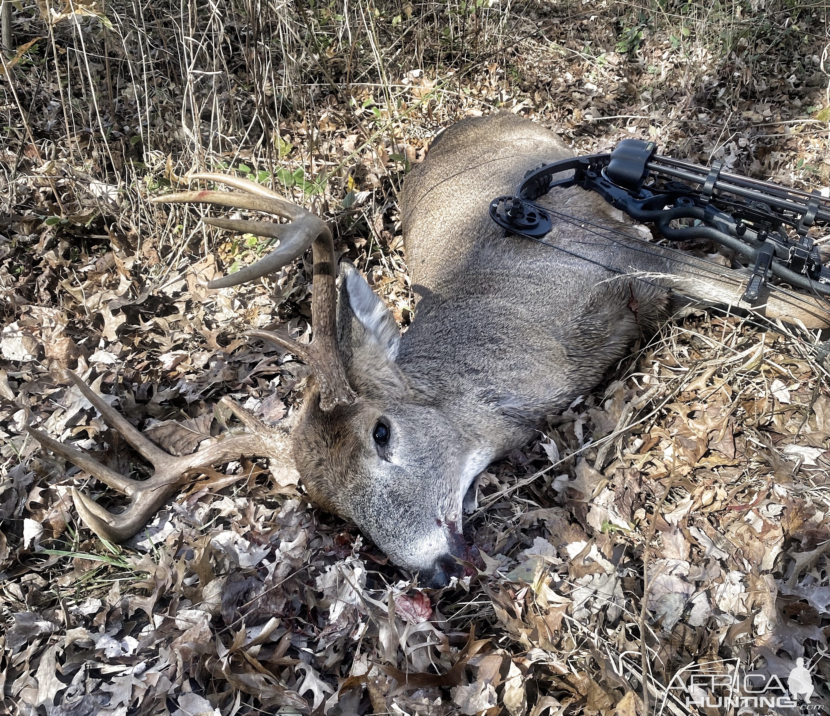 Whitetail bow hunt