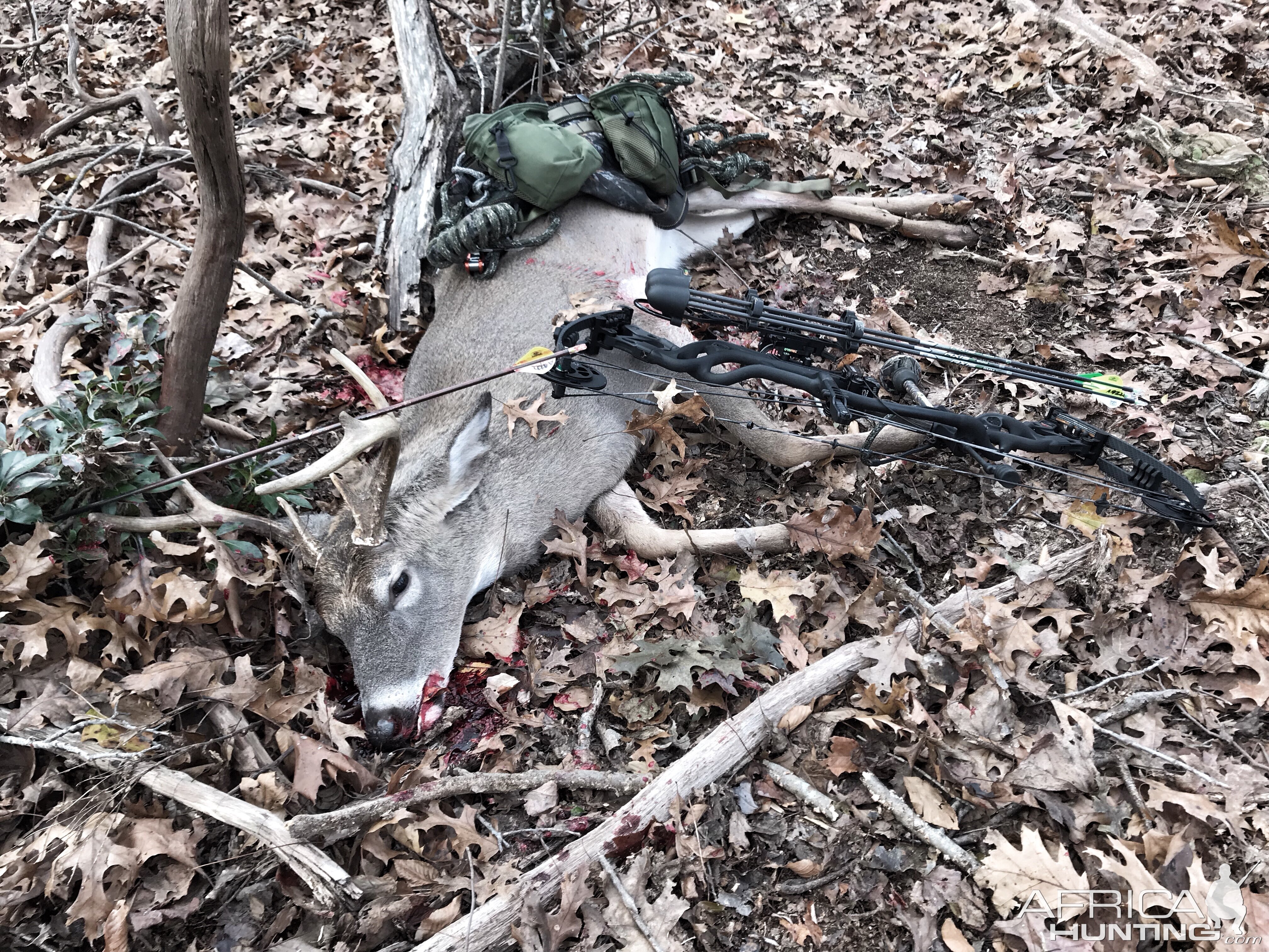 Whitetail Buck northern VA(urban)