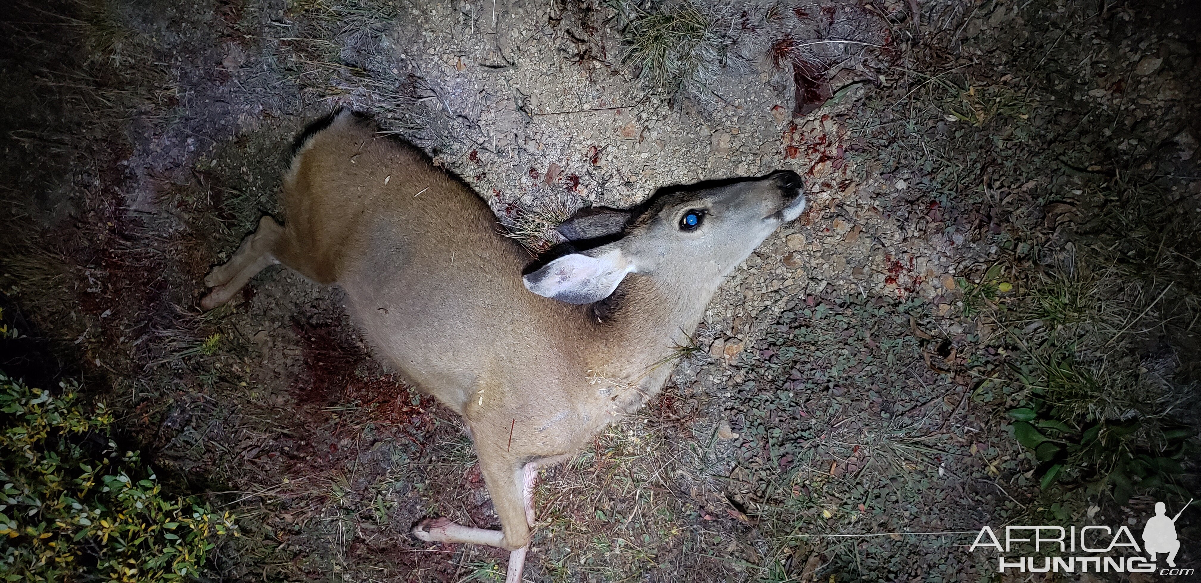 Whitetail Deer Doe Hunting