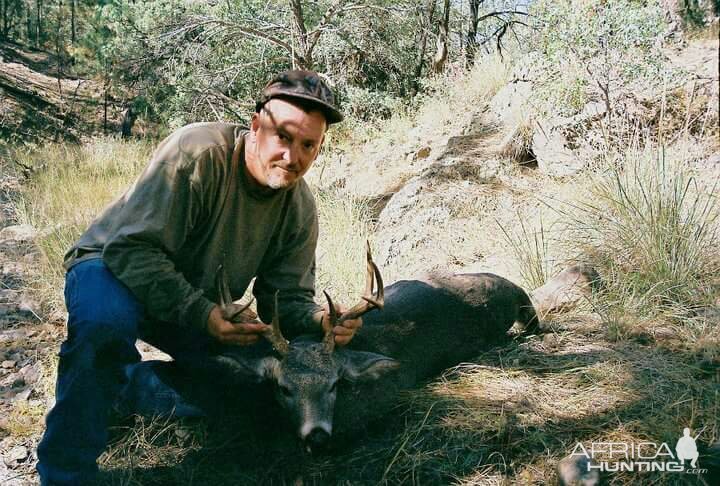 Whitetail Deer Hunt Arizona