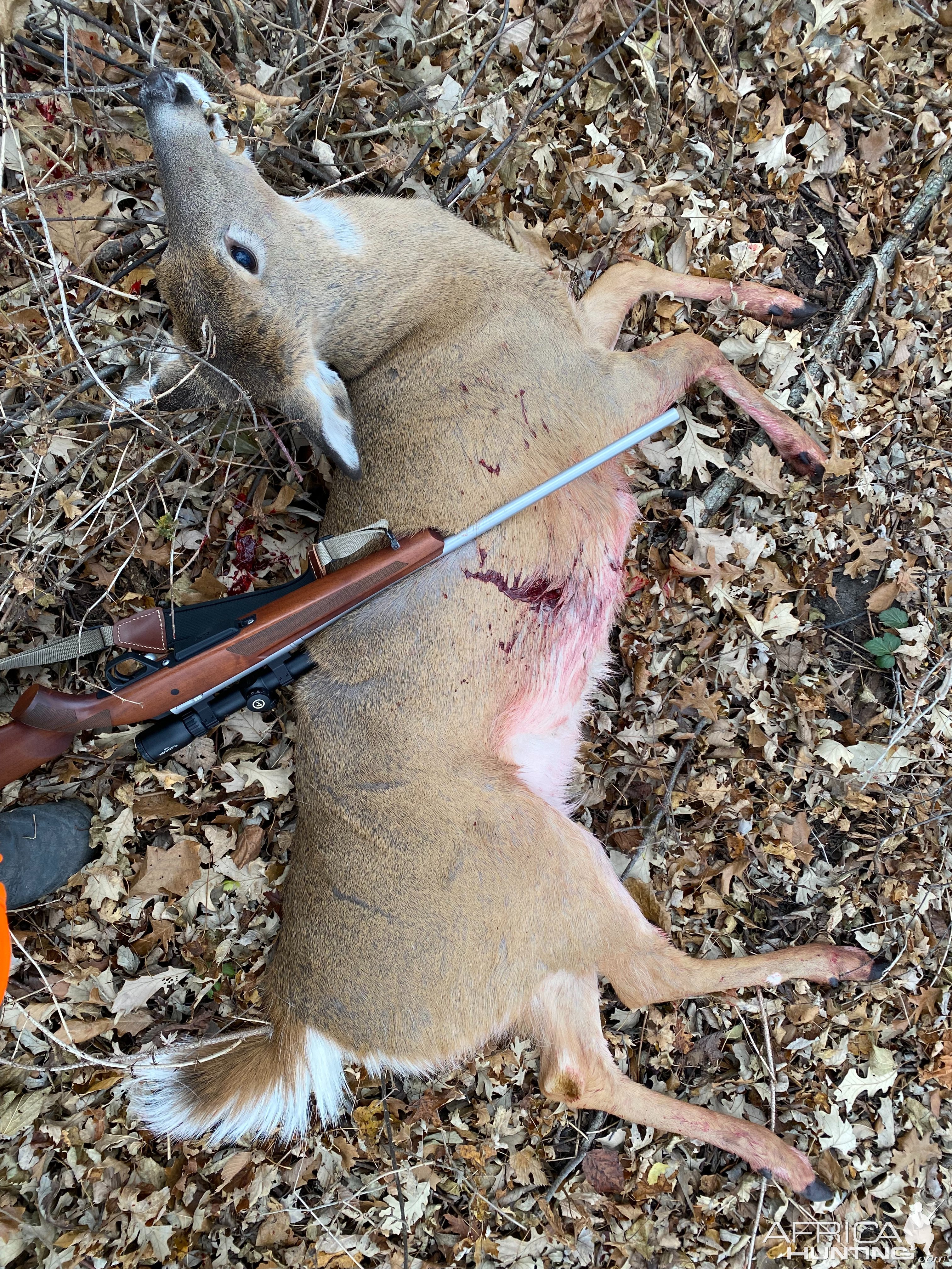 Whitetail Deer Hunt