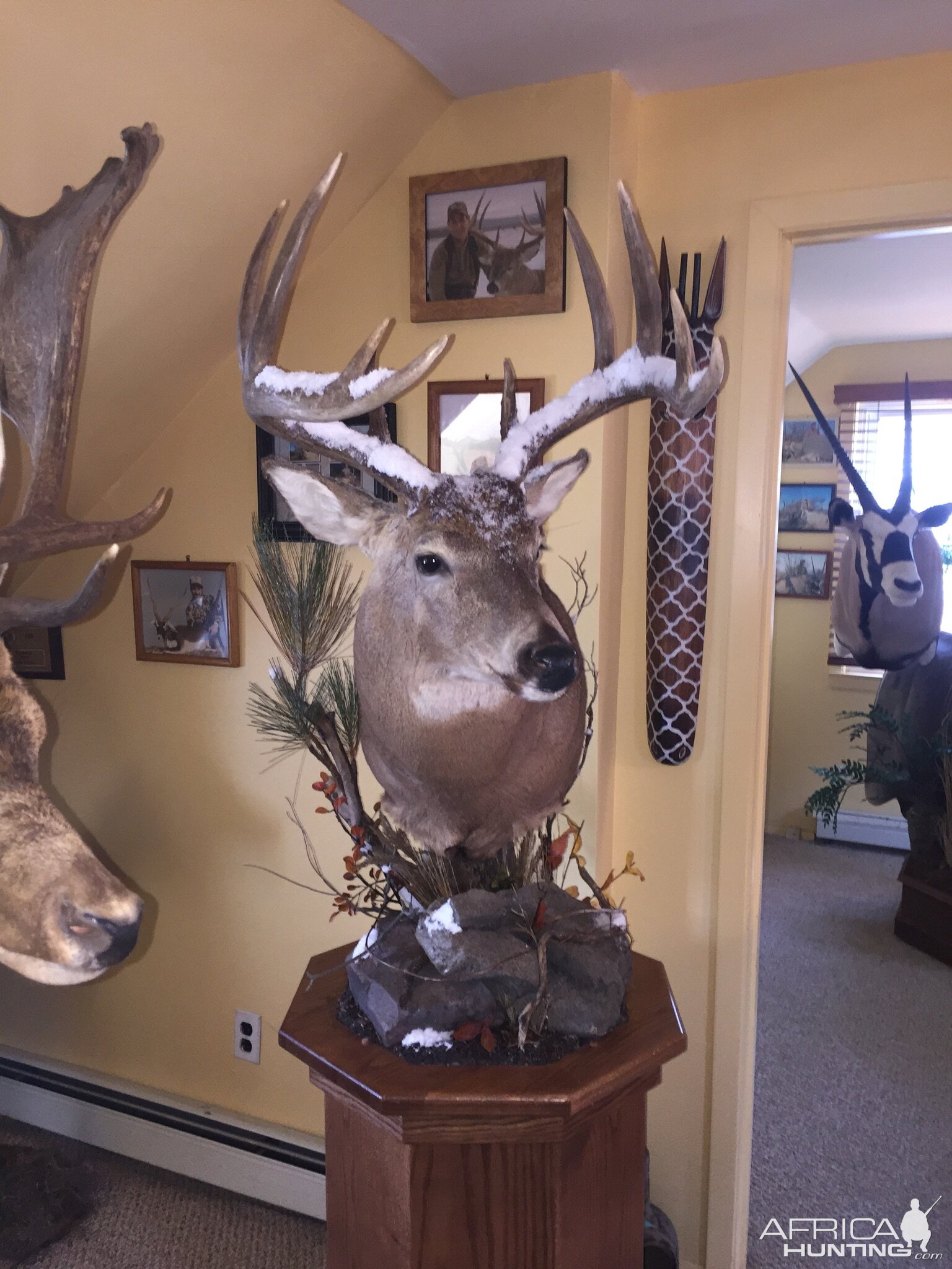 Whitetail Deer Pedestal Taxidermy