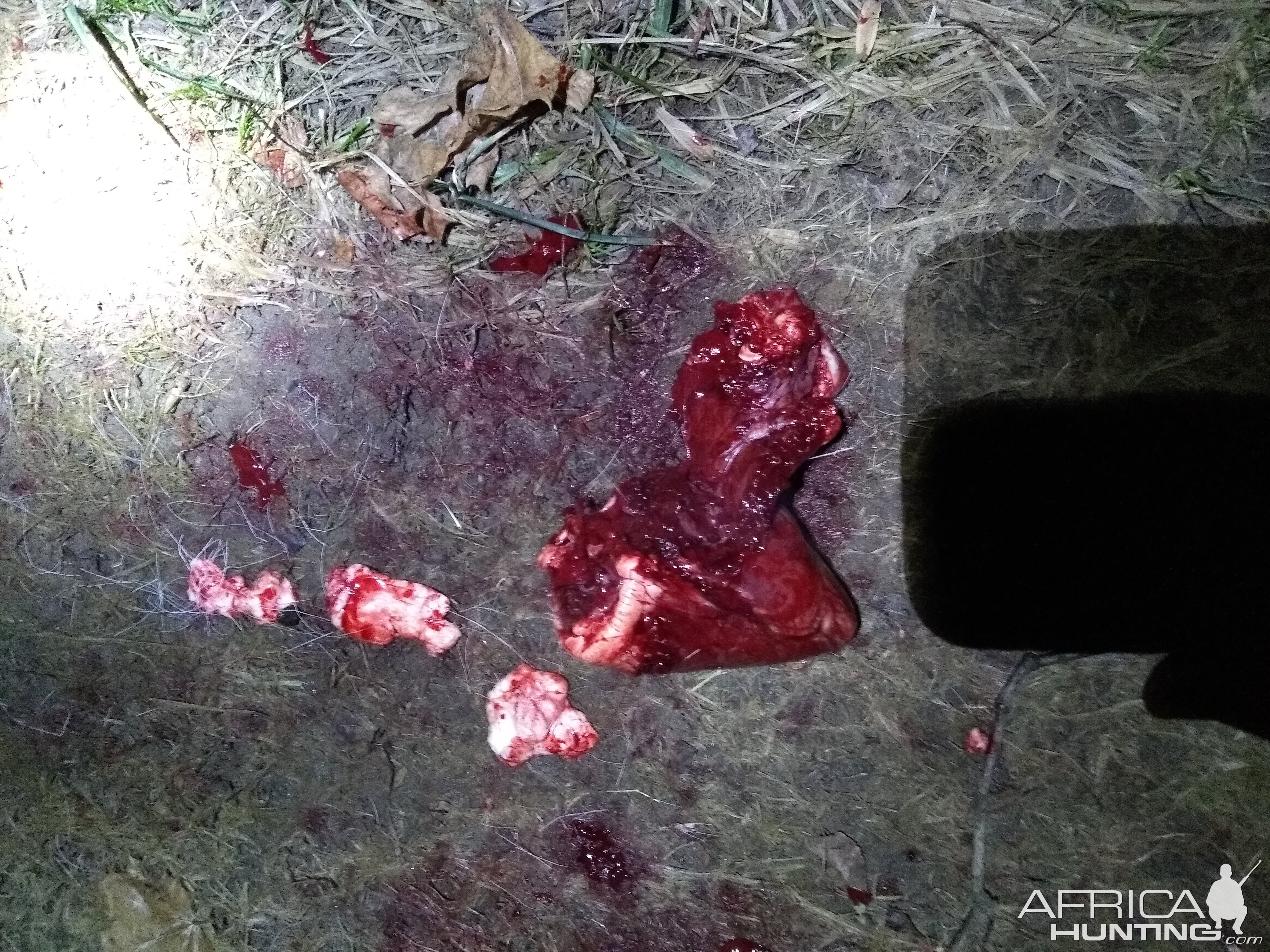 Whitetail Deer Shot through the heart