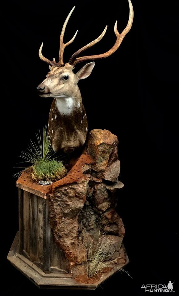 Whitetail Deer Shoulder Mount Pedestal Taxidermy