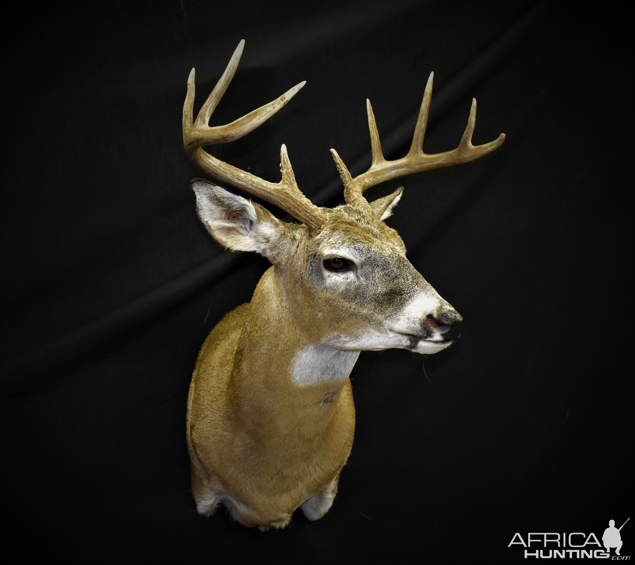 Whitetail Deer Shoulder Mount Taxidermy