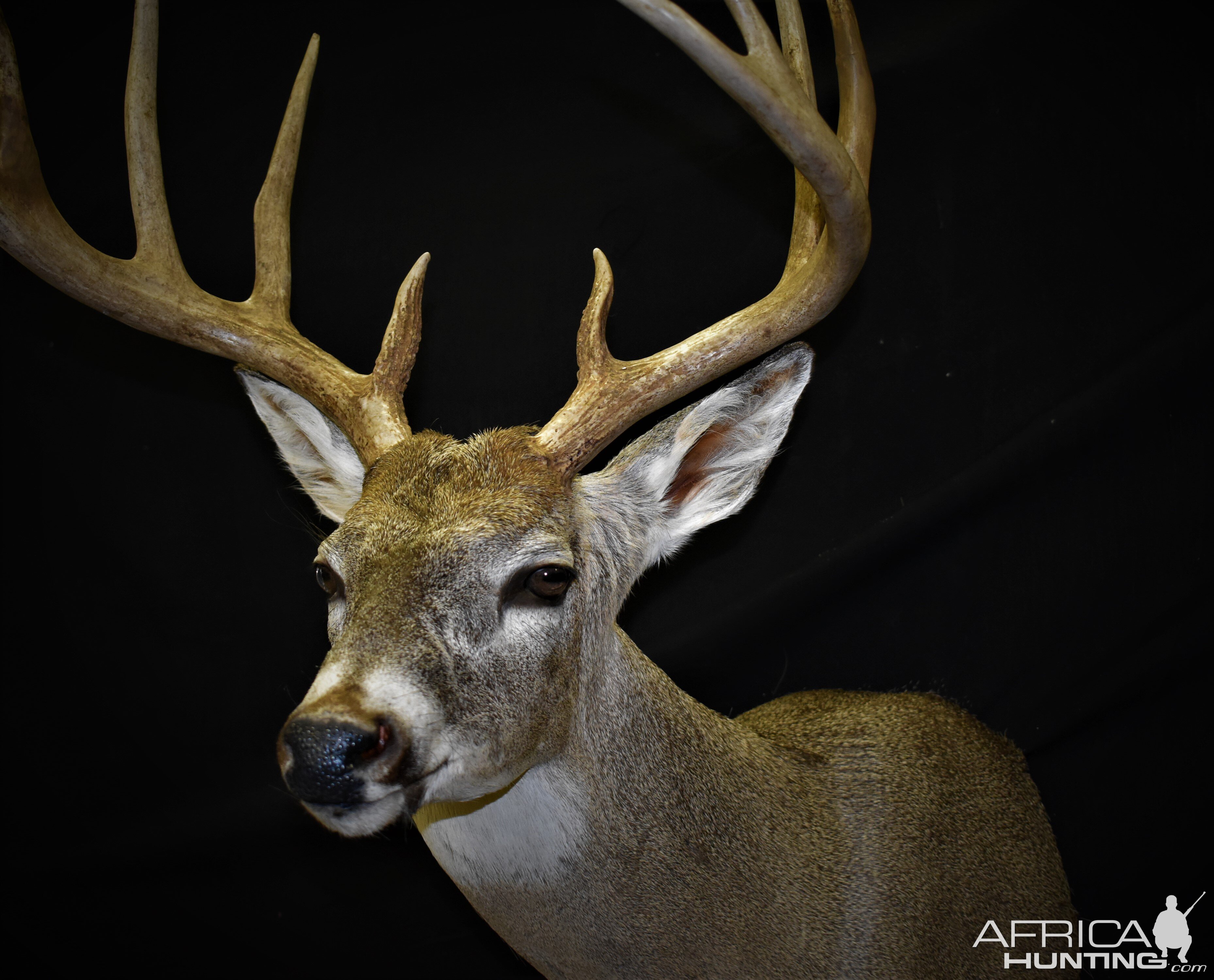 Whitetail Deer Shoulder Mount Taxidermy