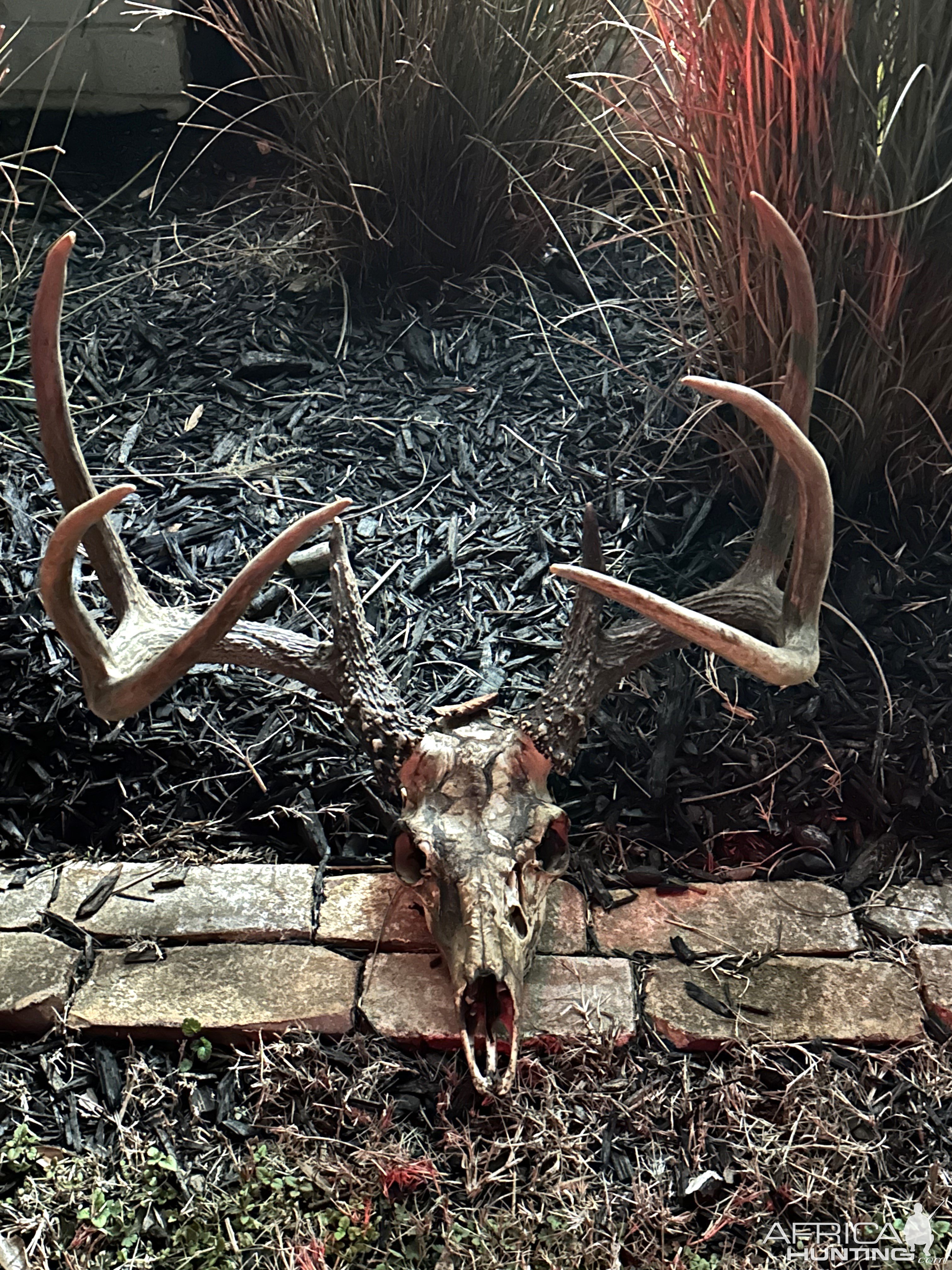 Whitetail Deer Skull