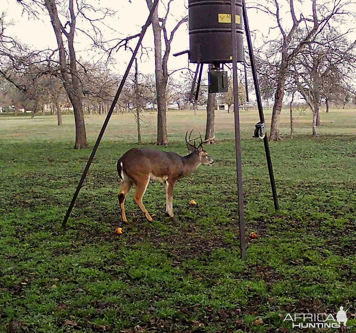 Whitetail Deer Texas
