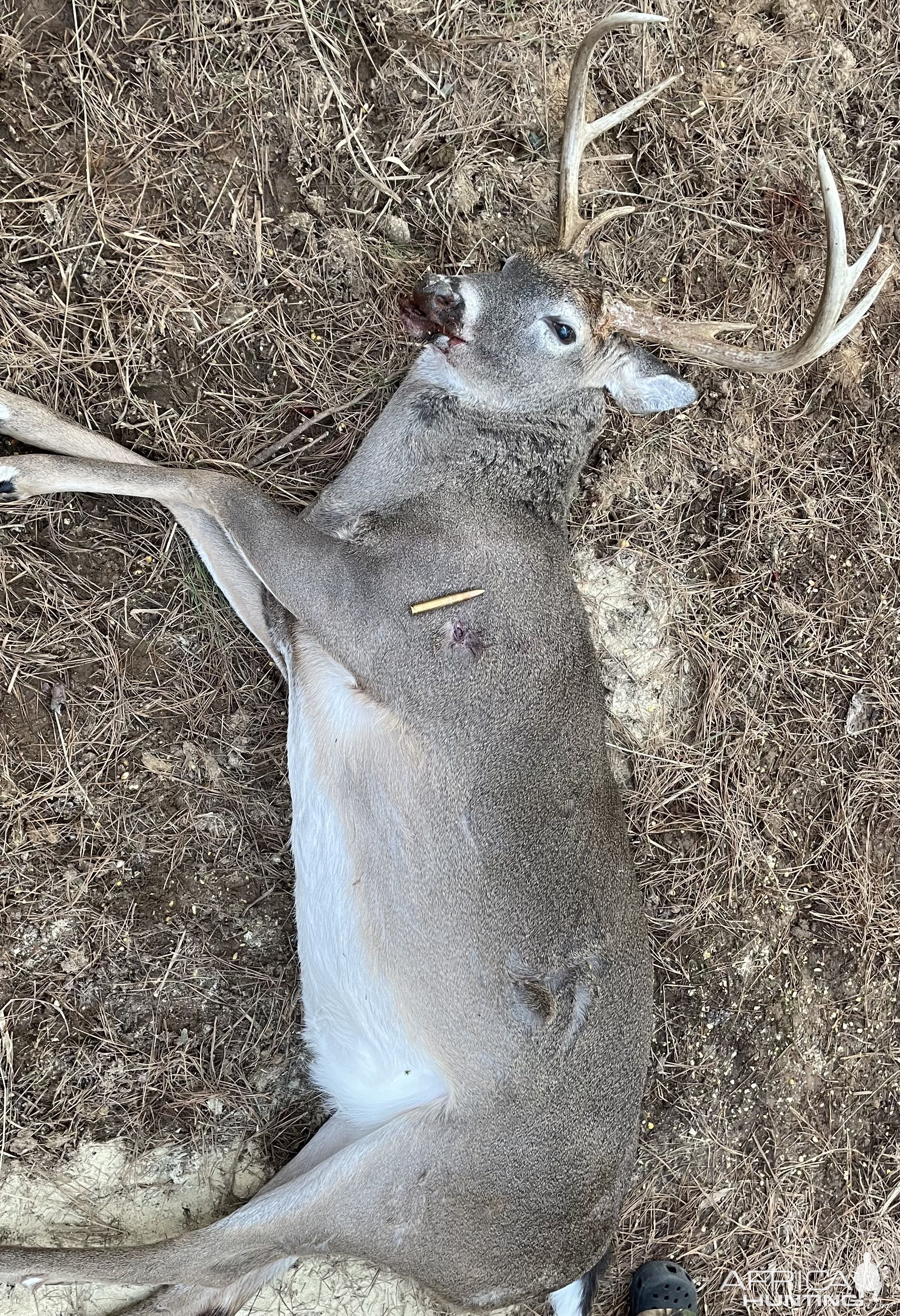 Whitetail Hunting