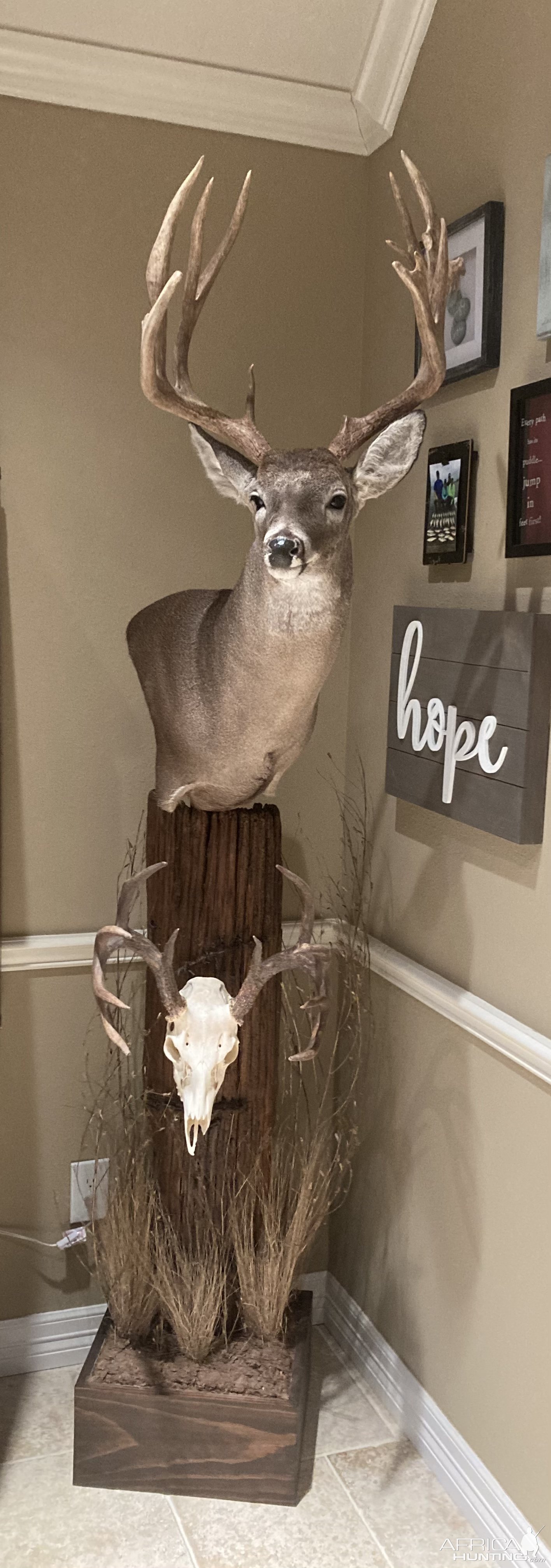 Whitetail Pedestal Mount Taxidermy