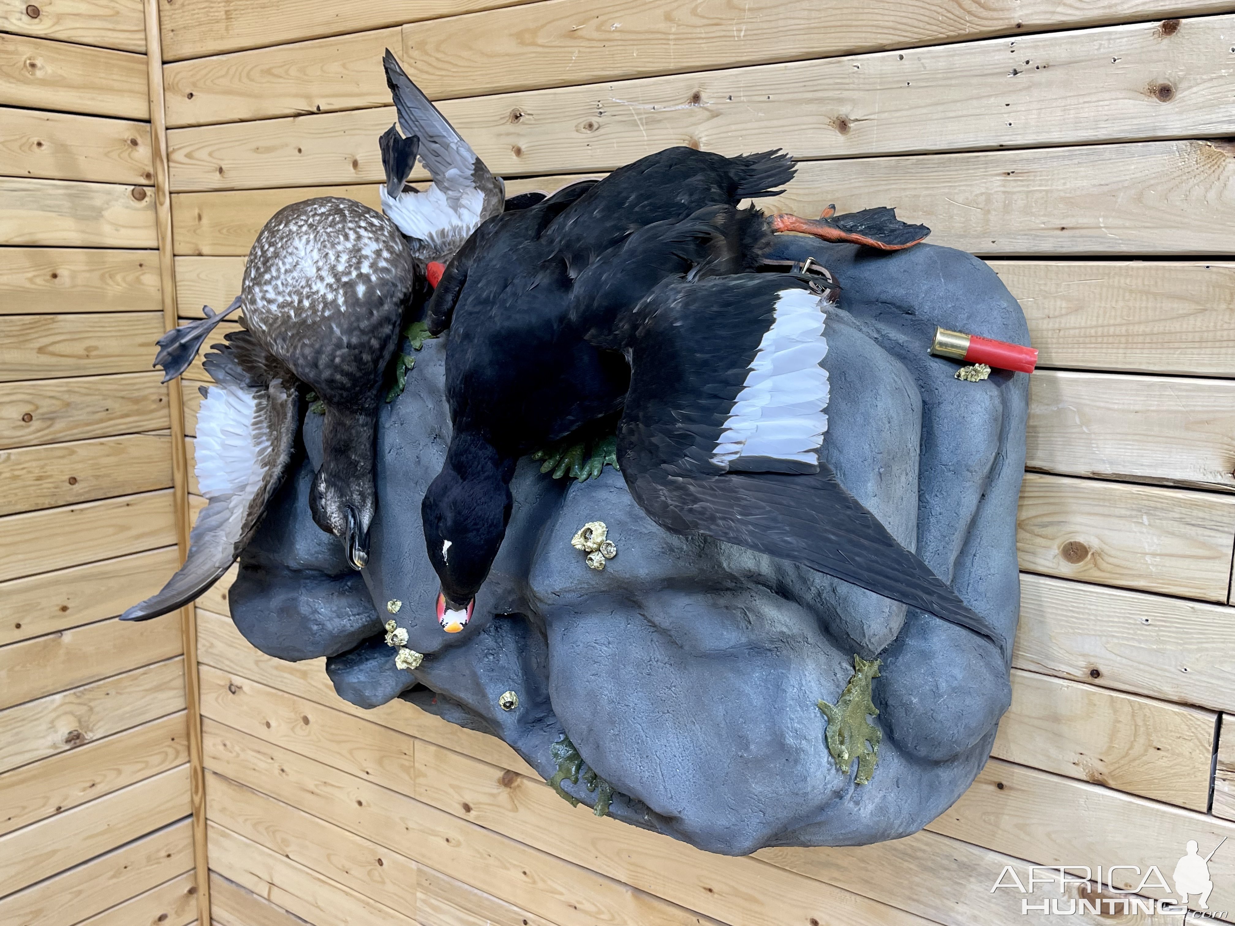 Whitewing Scoter Mount Taxidermy