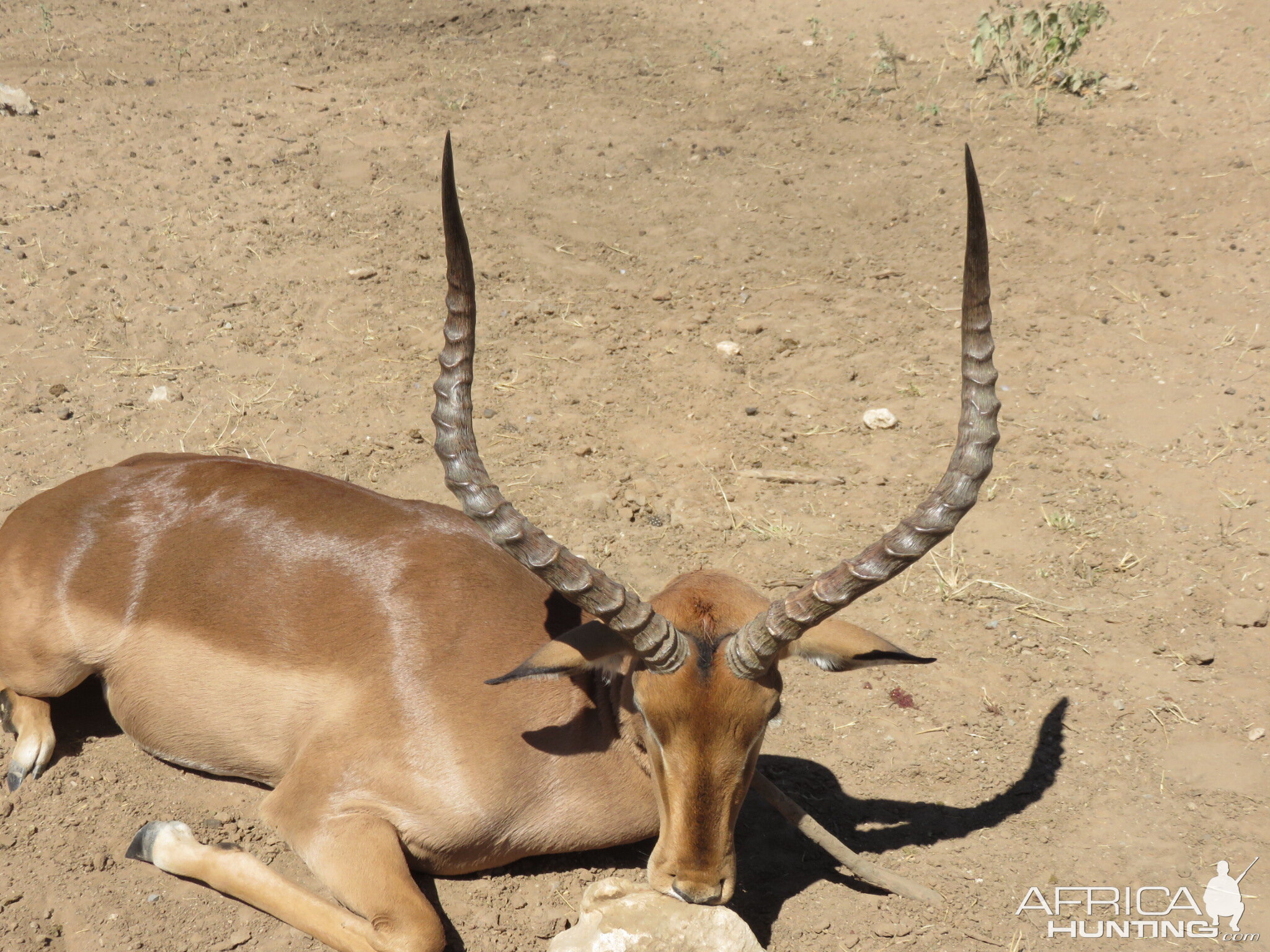 Wide Impala Hunt