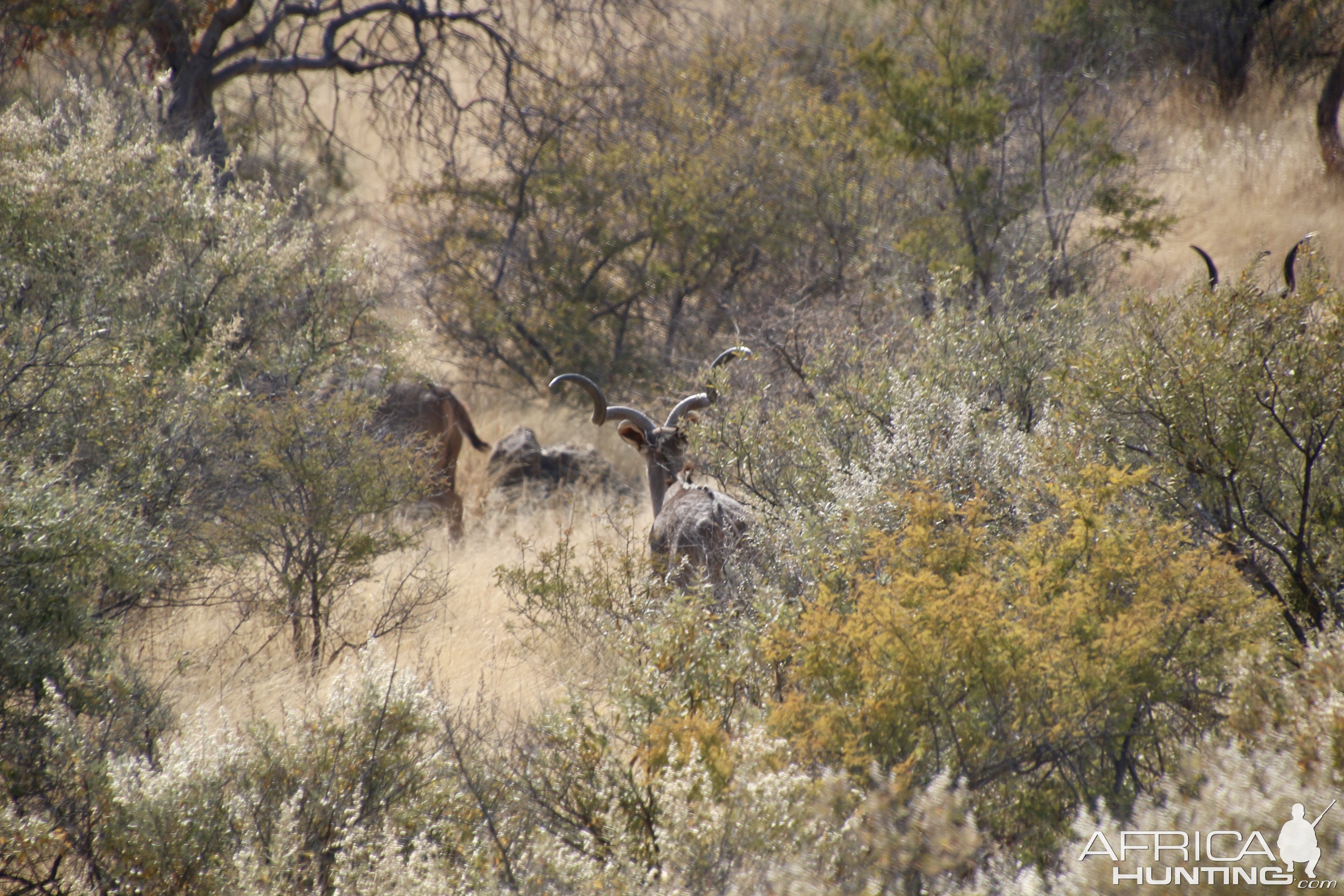 Wide set kudu bull