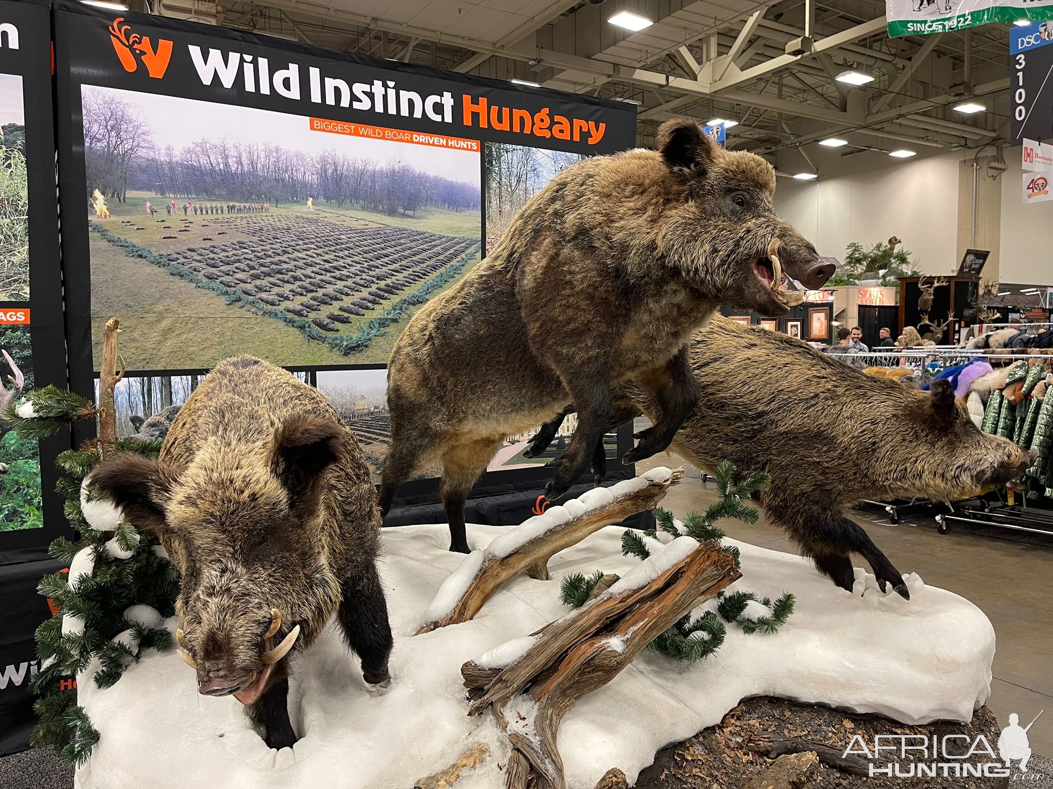 Wild Boar Full Mounts Taxidermy