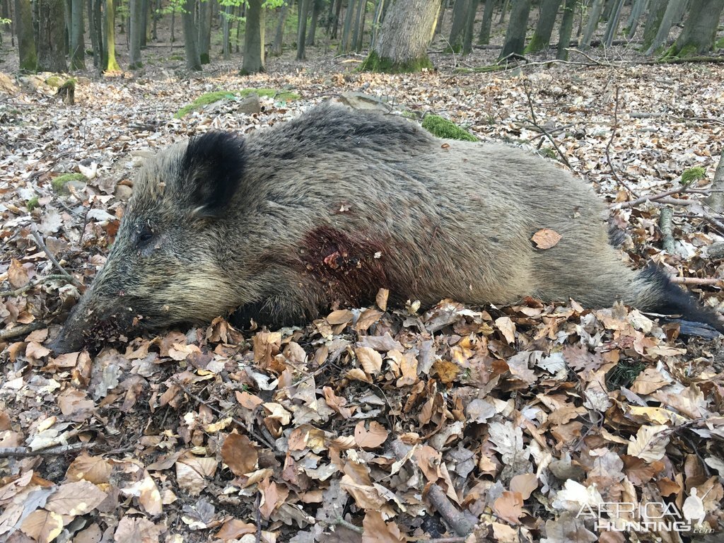 Wild Boar Hunt Germany