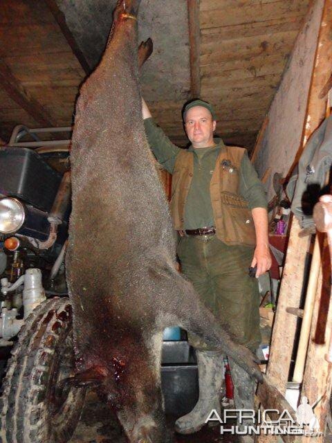 Wild boar hunt Slovakia