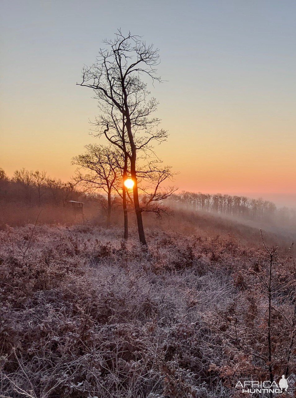 Wild Boar Hunting Hungary