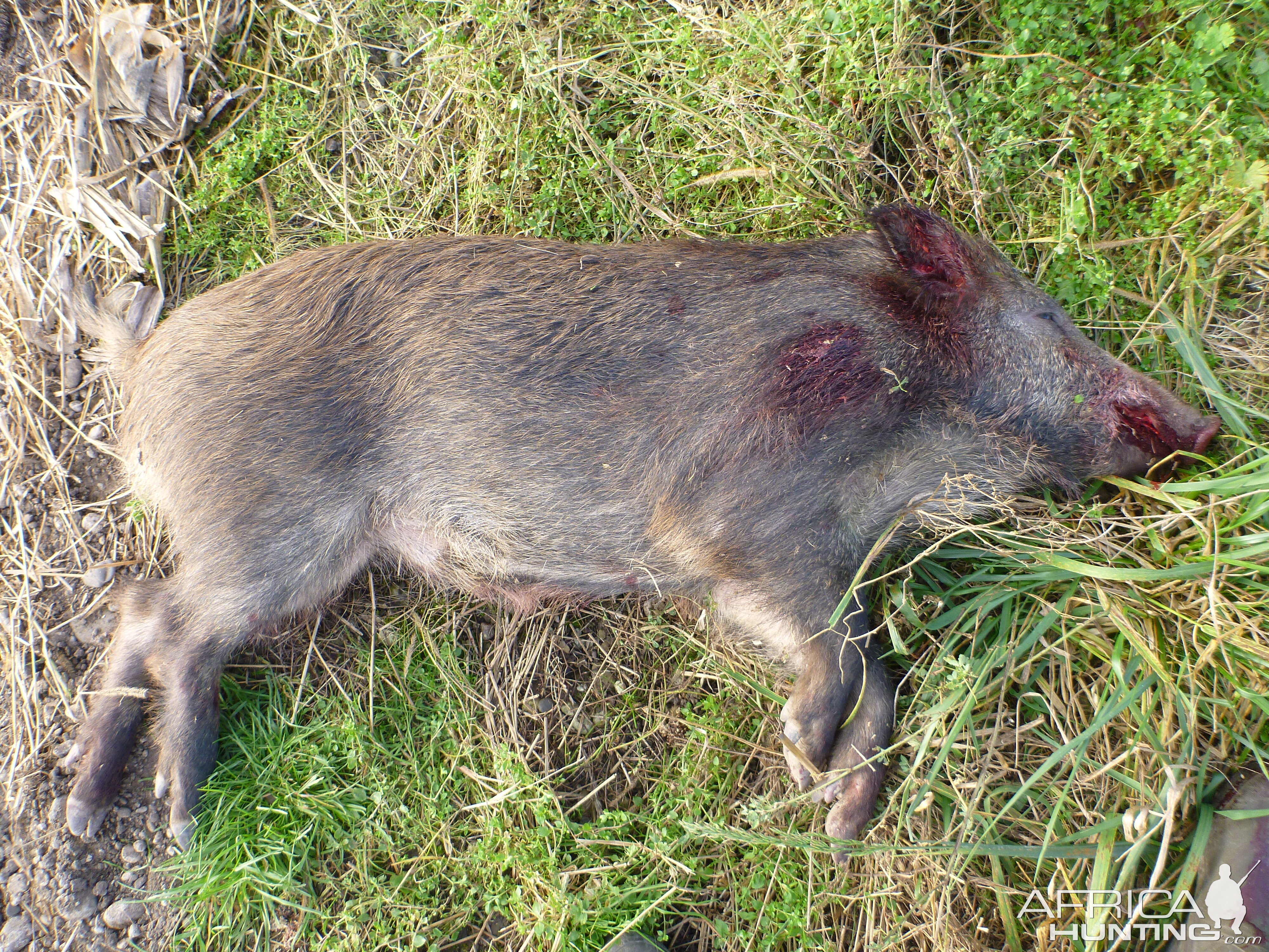 Wild Boar Hunting in France