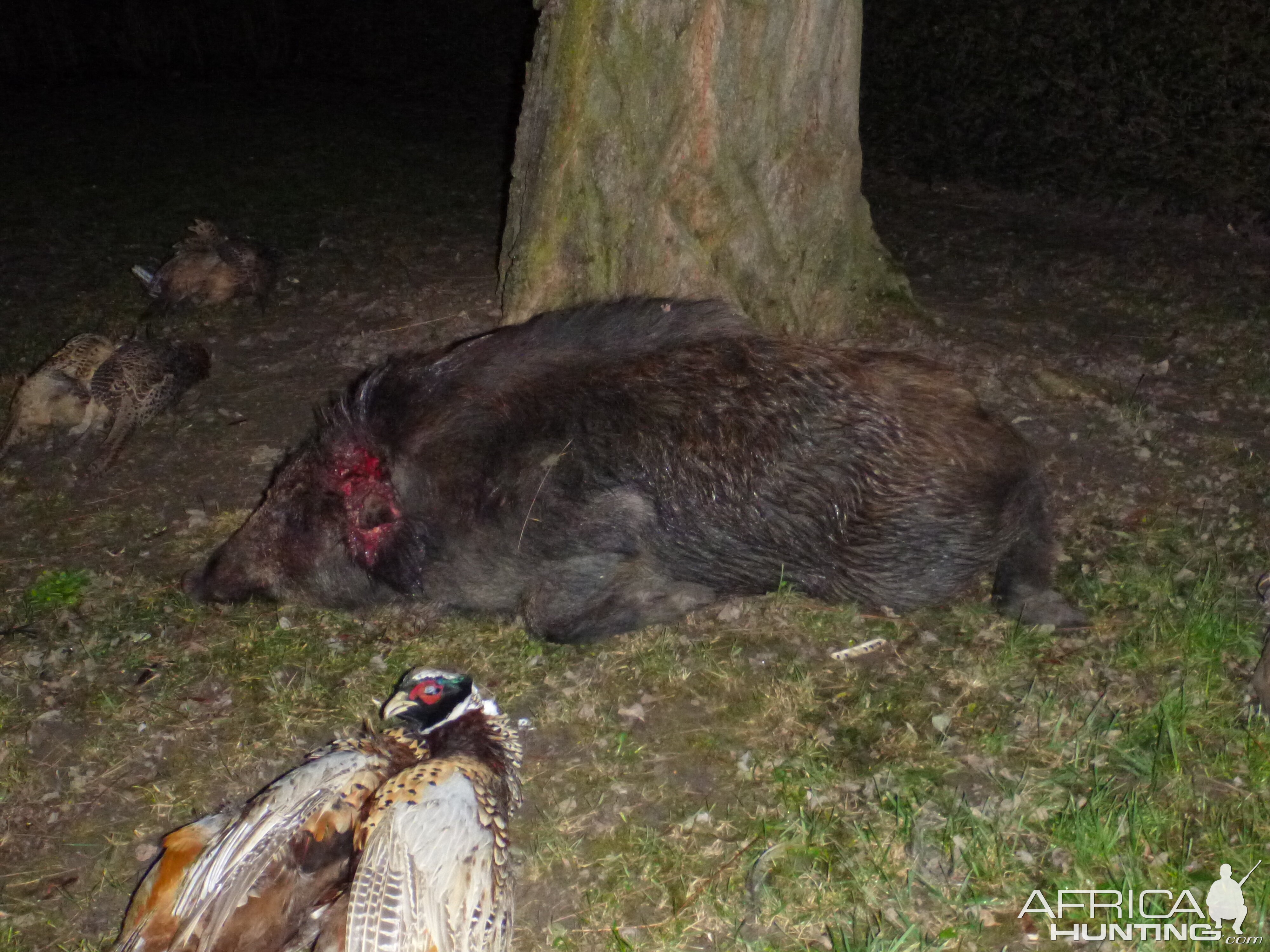 Wild Boar Hunting in France