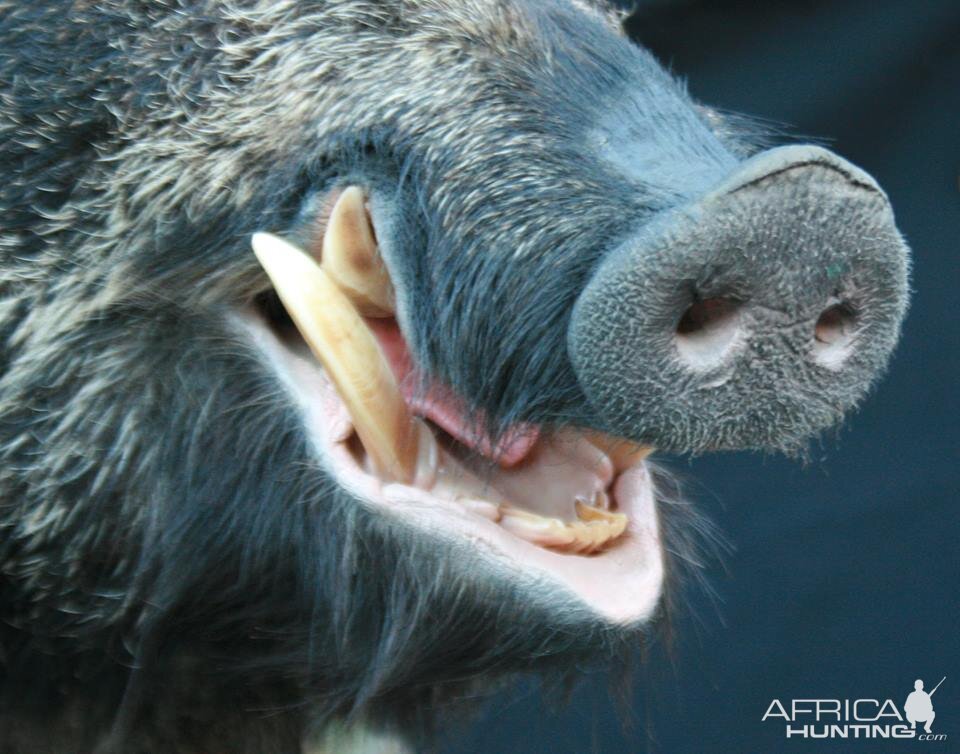 Wild Boar Shoulder Mount Taxidermy Up Close