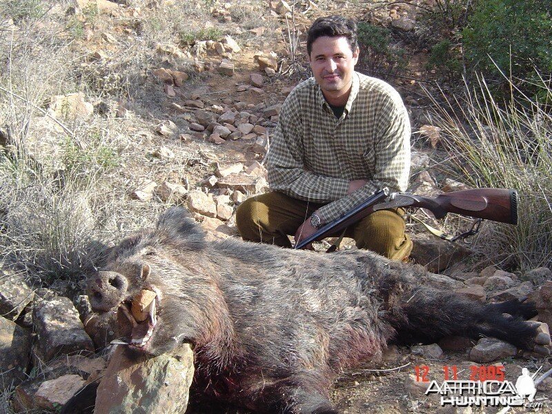 Wild boar taked in a Spanish monteria