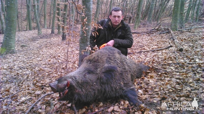 wild boar