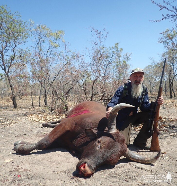 Wild Bull Hunt Australia