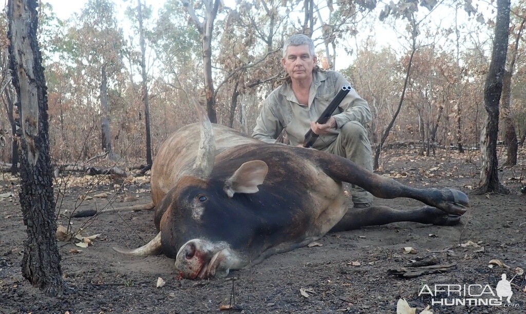 Wild Bull Hunt Australia