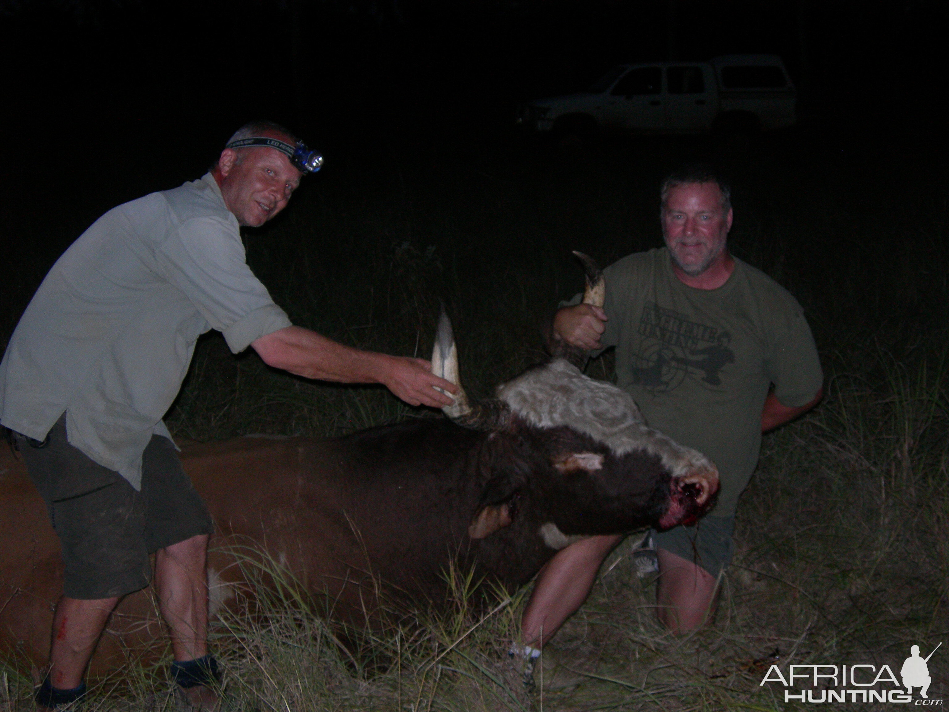 Wild Bull Hunting Australia