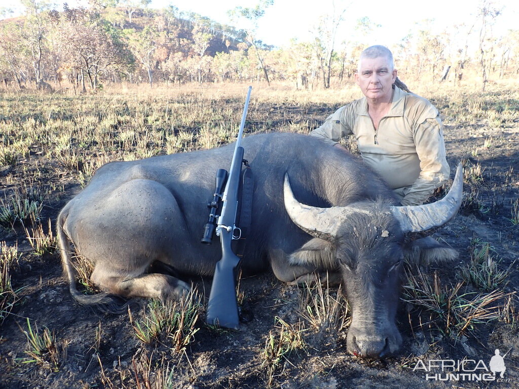 Wild Bull Hunting Australia