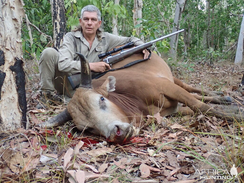 Wild Bull Hunting Australia